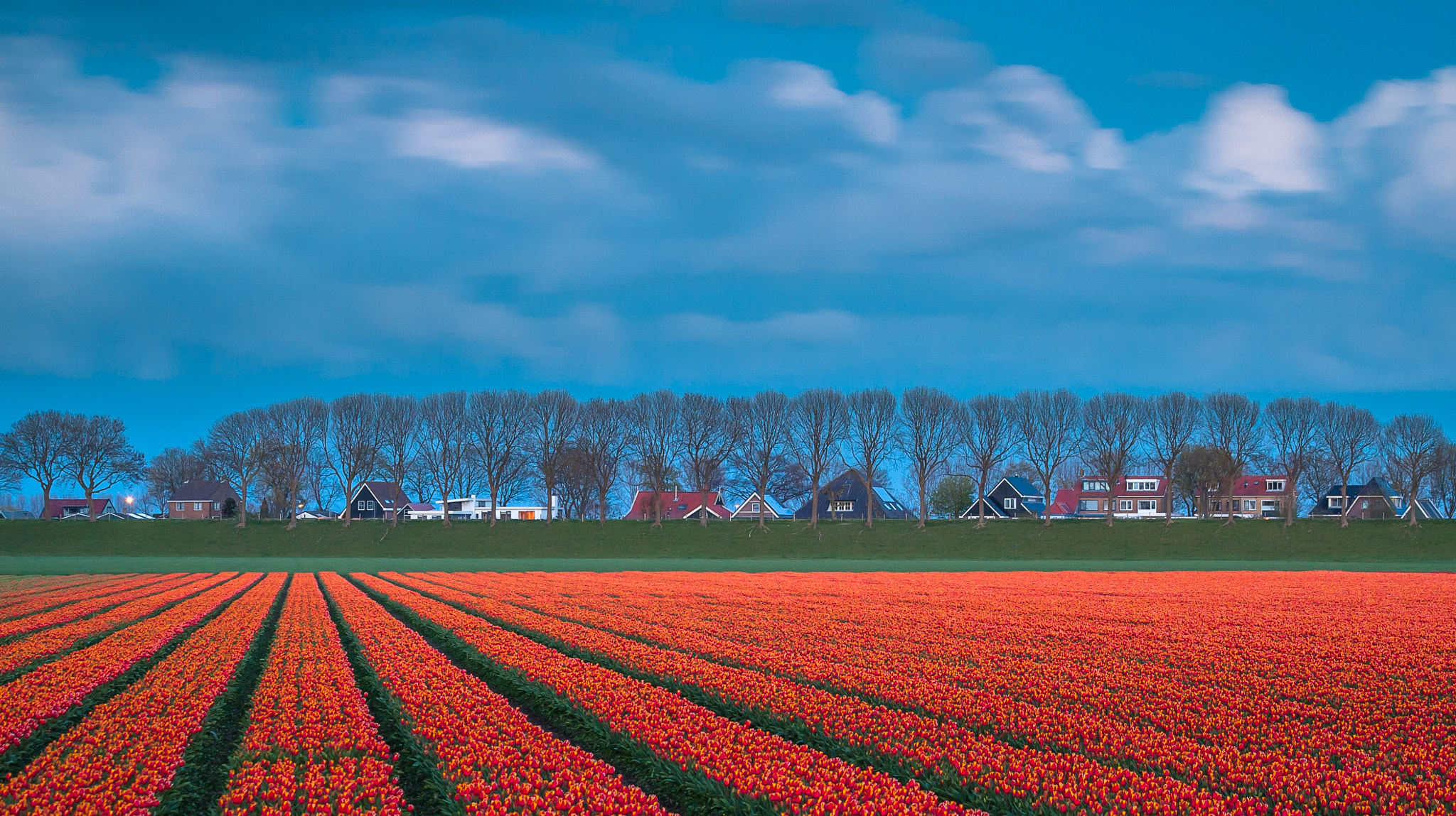 Canon EOS 30D sample photo. Field of tulips photography