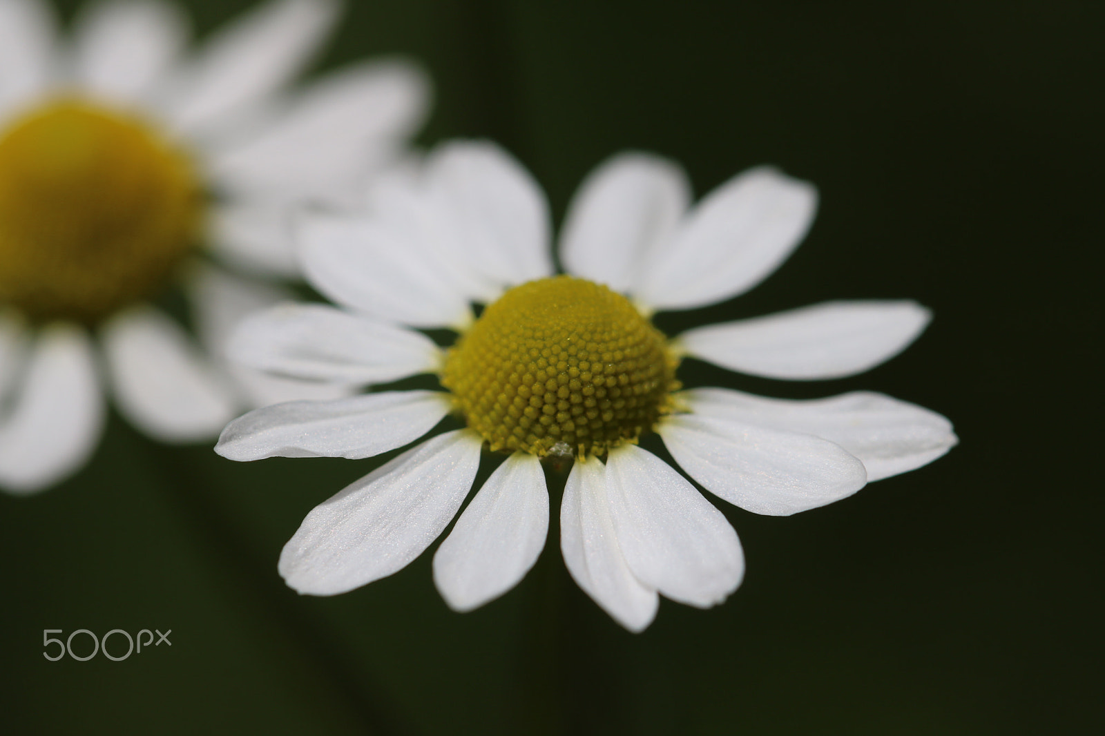 Canon EOS 750D (EOS Rebel T6i / EOS Kiss X8i) + Canon EF 100mm F2.8L Macro IS USM sample photo. Flowers photography