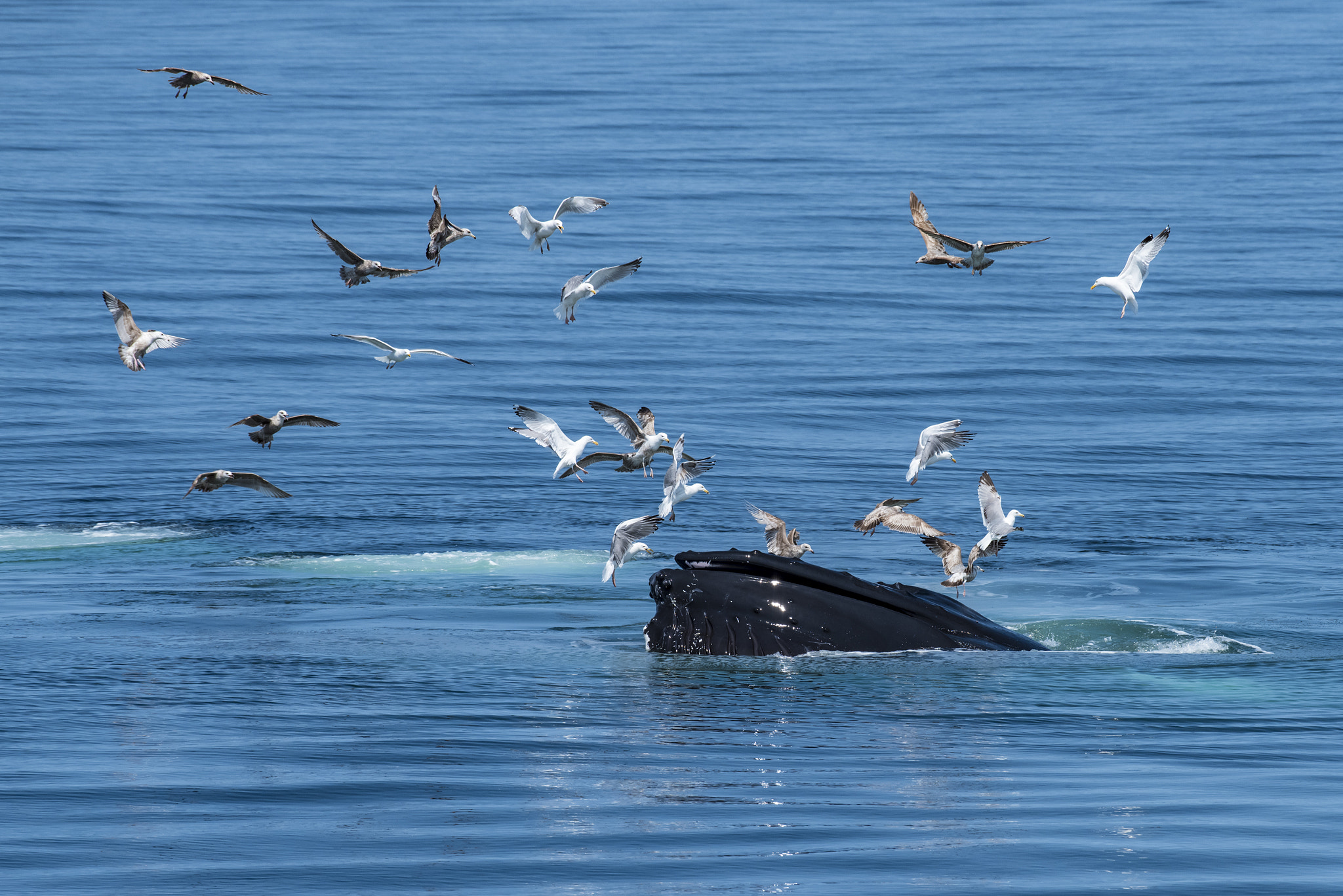 Nikon D810A + Nikon AF-S Nikkor 200-500mm F5.6E ED VR sample photo. Humpback and seagulls photography