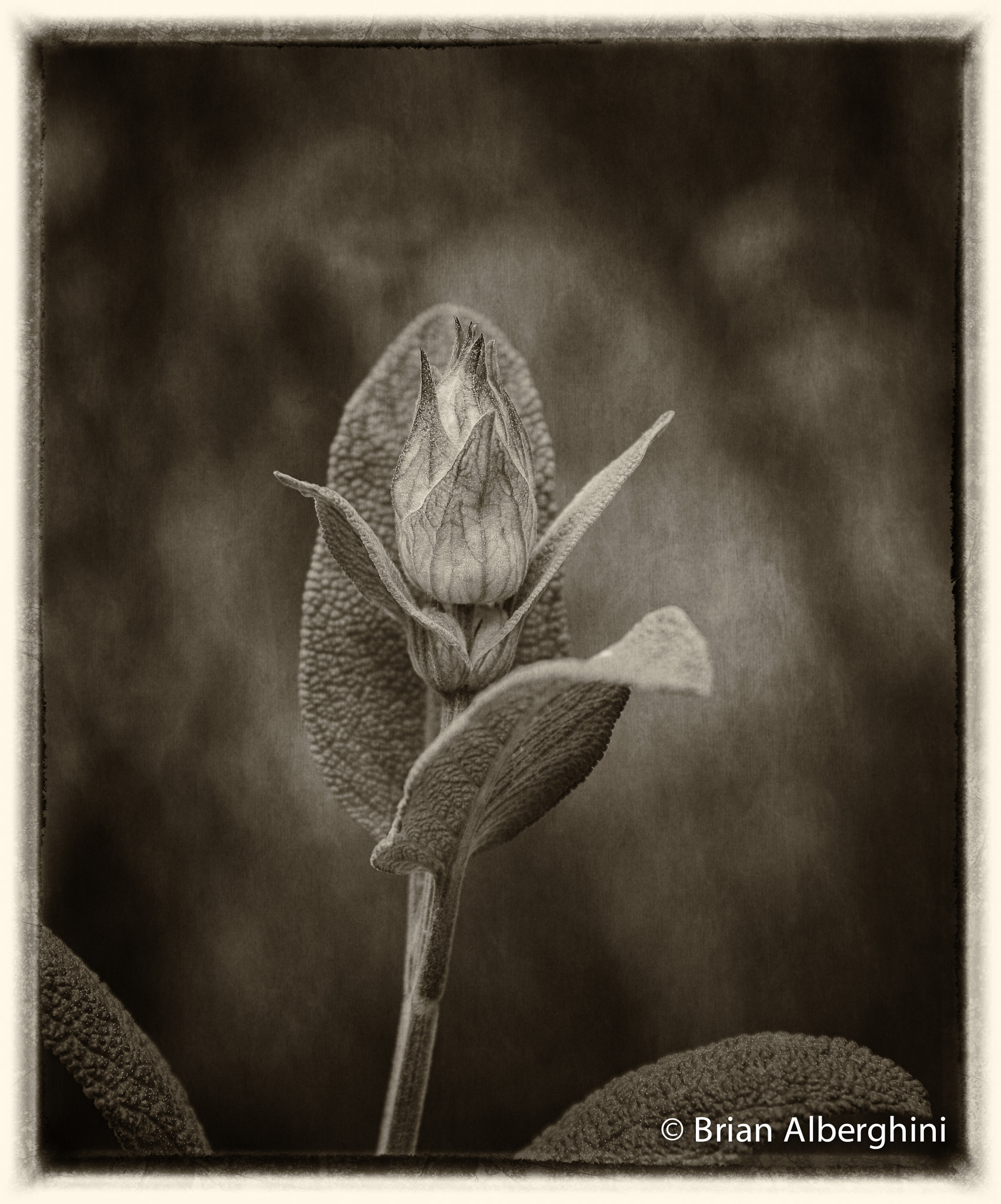 Nikon D7100 + Sigma 24-105mm F4 DG OS HSM Art sample photo. Sage bloom photography