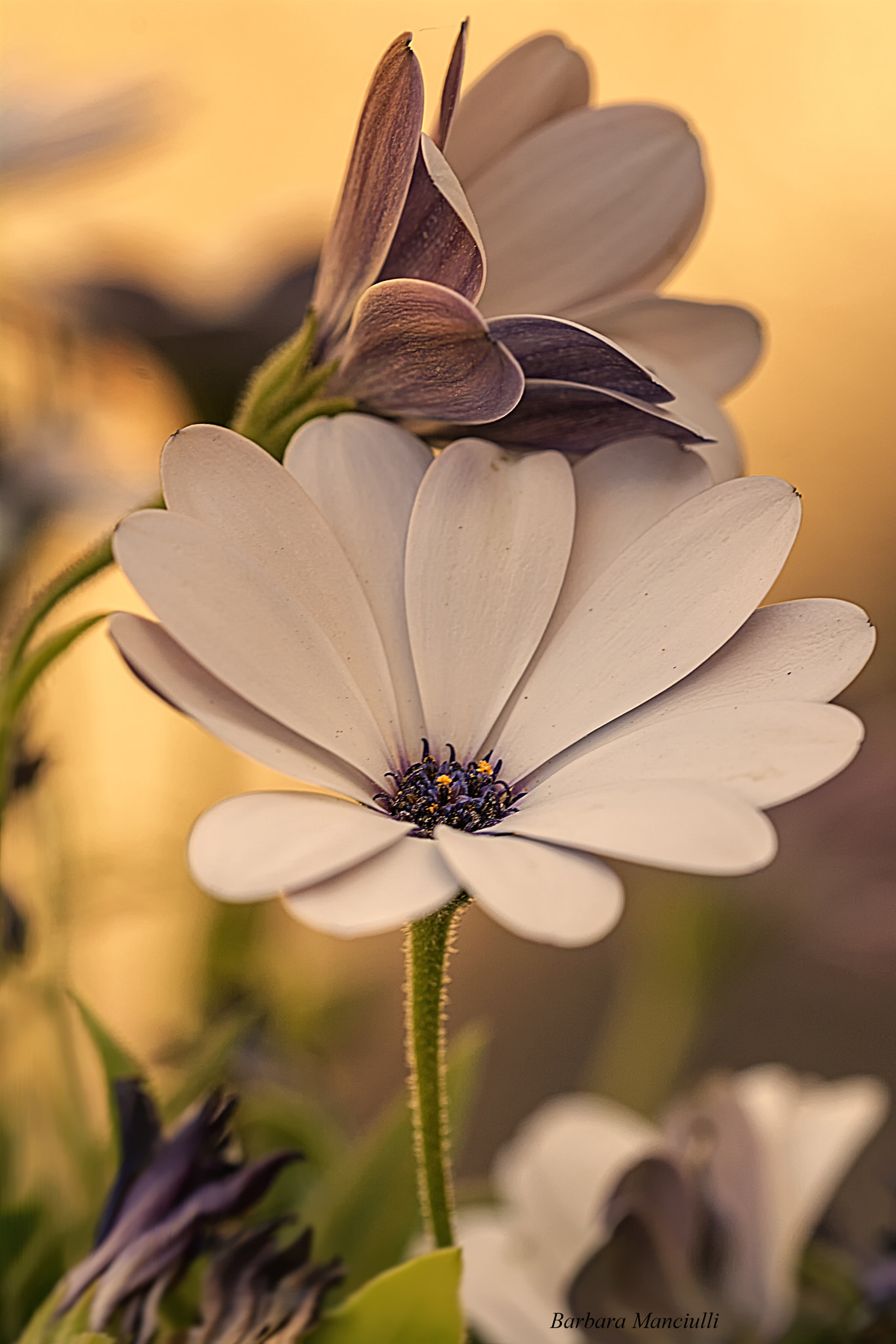 Sigma 150mm F2.8 EX DG OS Macro HSM sample photo. Adagiato photography
