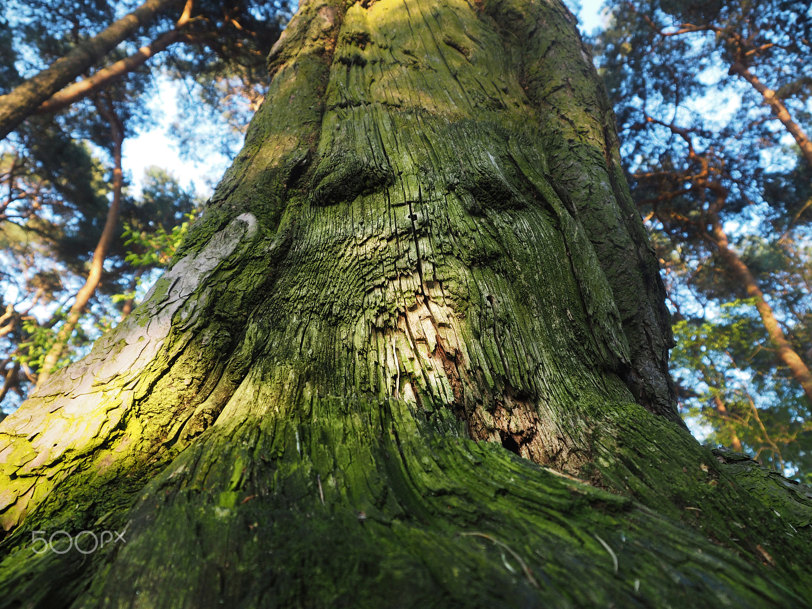 Olympus OM-D E-M10 + OLYMPUS M.12-50mm F3.5-6.3 sample photo. The spirit of the forest photography
