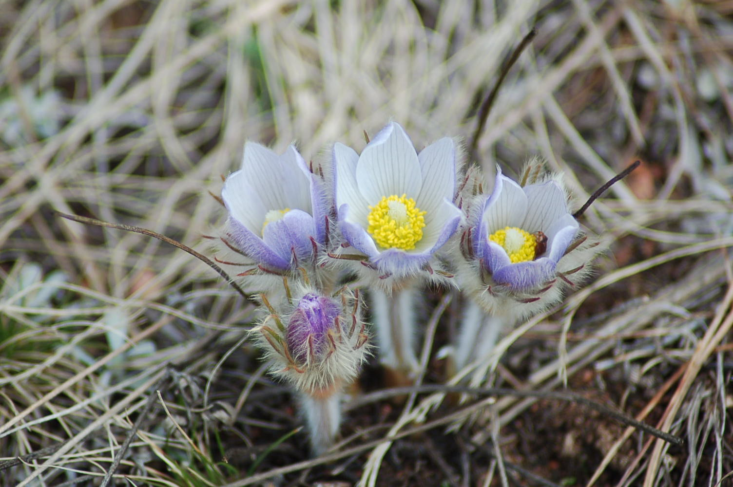 Nikon D50 sample photo. Spring flowers photography