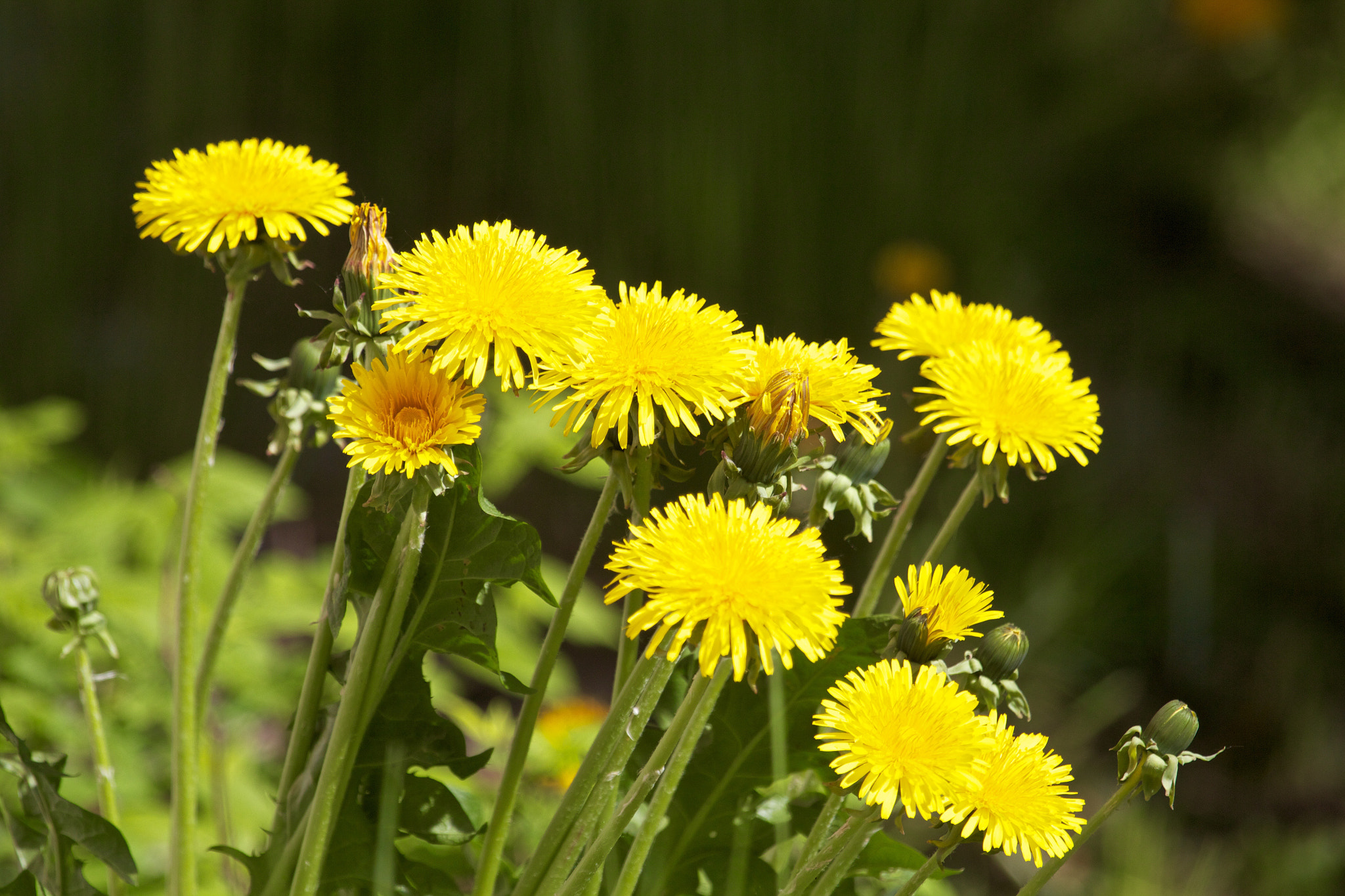 Canon EF 100-400mm F4.5-5.6L IS USM sample photo. Sun power common dandelion photography