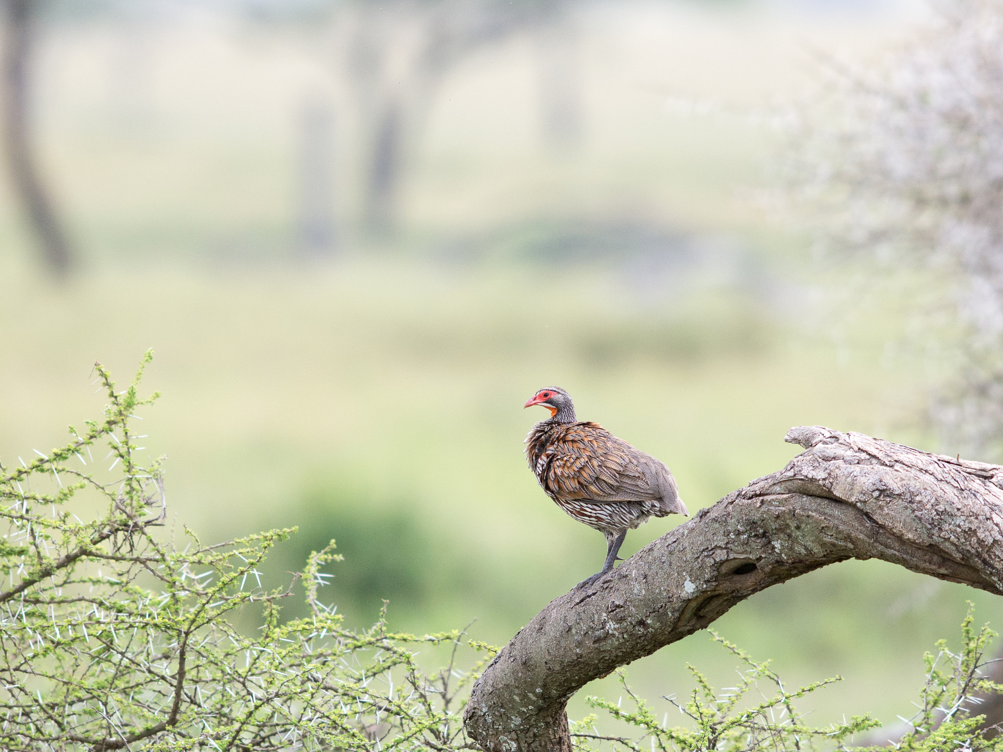 Olympus E-5 + OLYMPUS 300mm Lens sample photo. Grey-breasted francolin photography