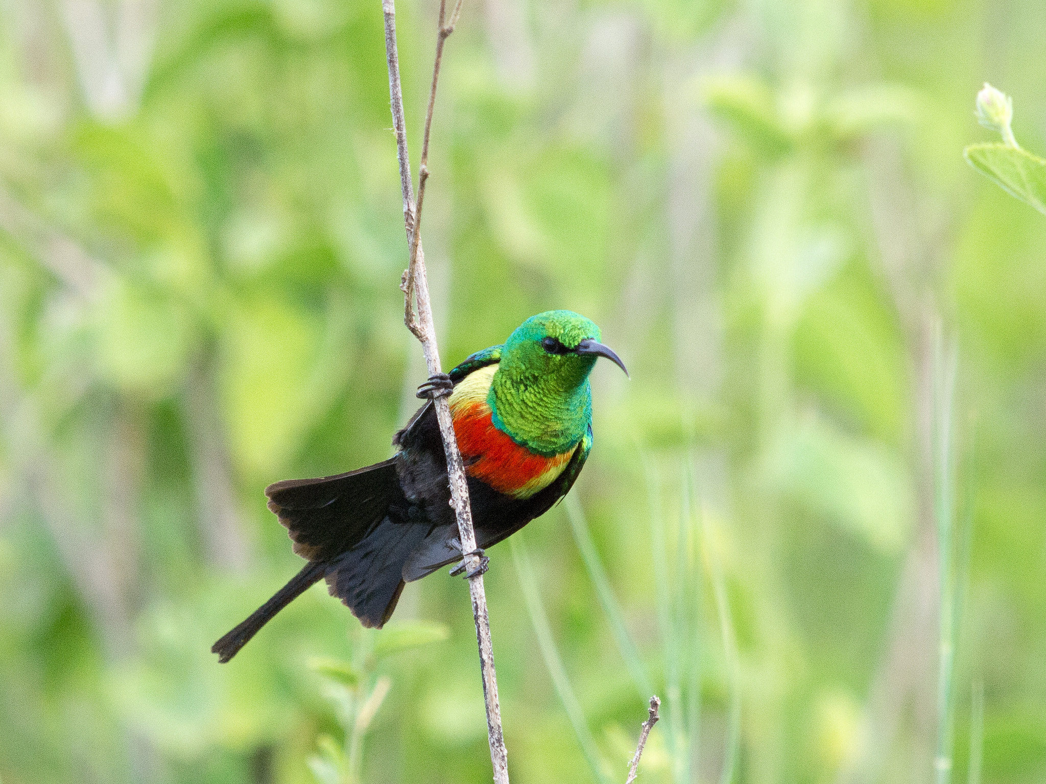 Olympus E-5 + OLYMPUS 300mm Lens sample photo. Beautiful sunbird photography