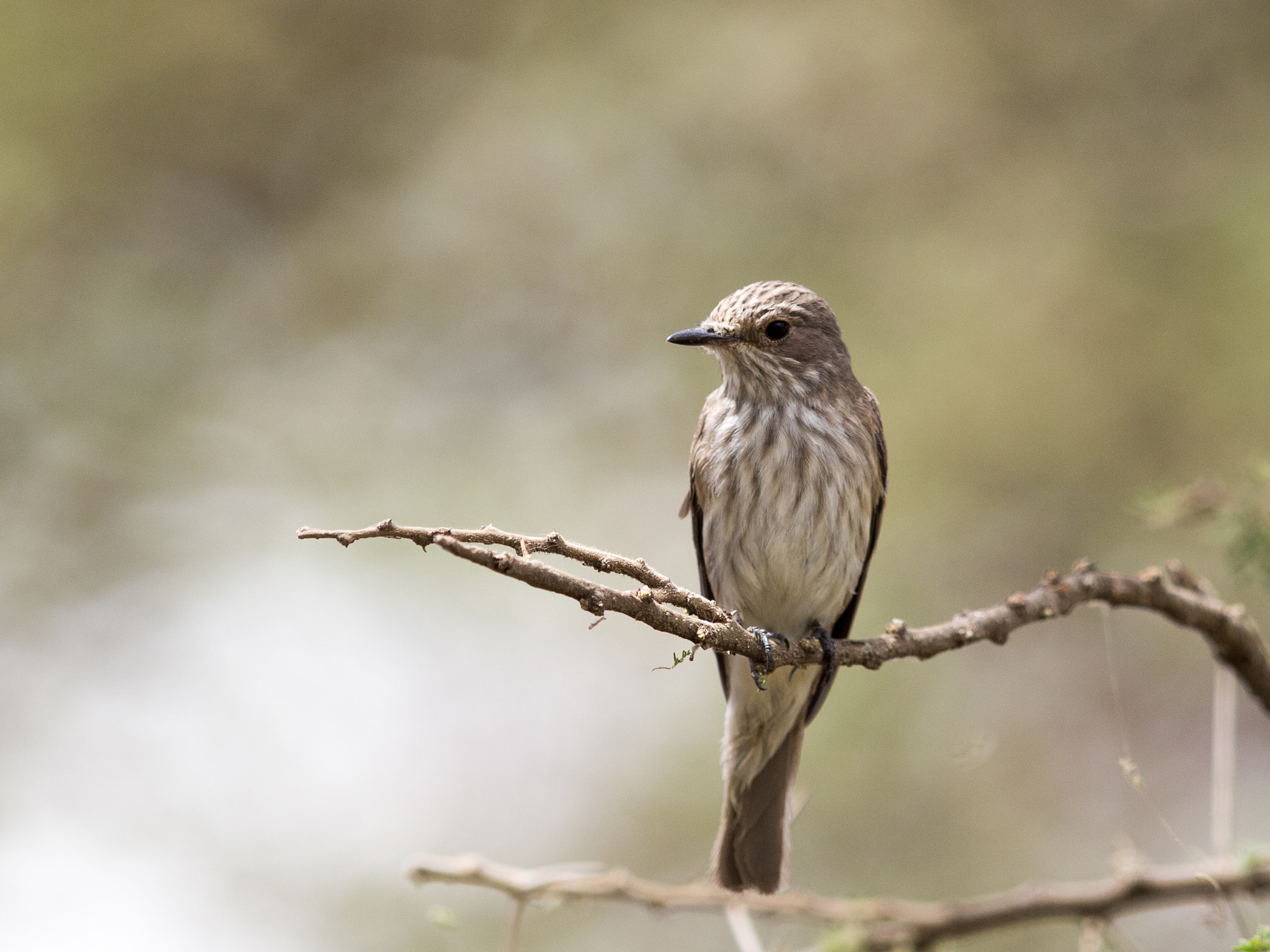 Olympus E-5 + OLYMPUS 300mm Lens sample photo. Spotted flycatcher photography