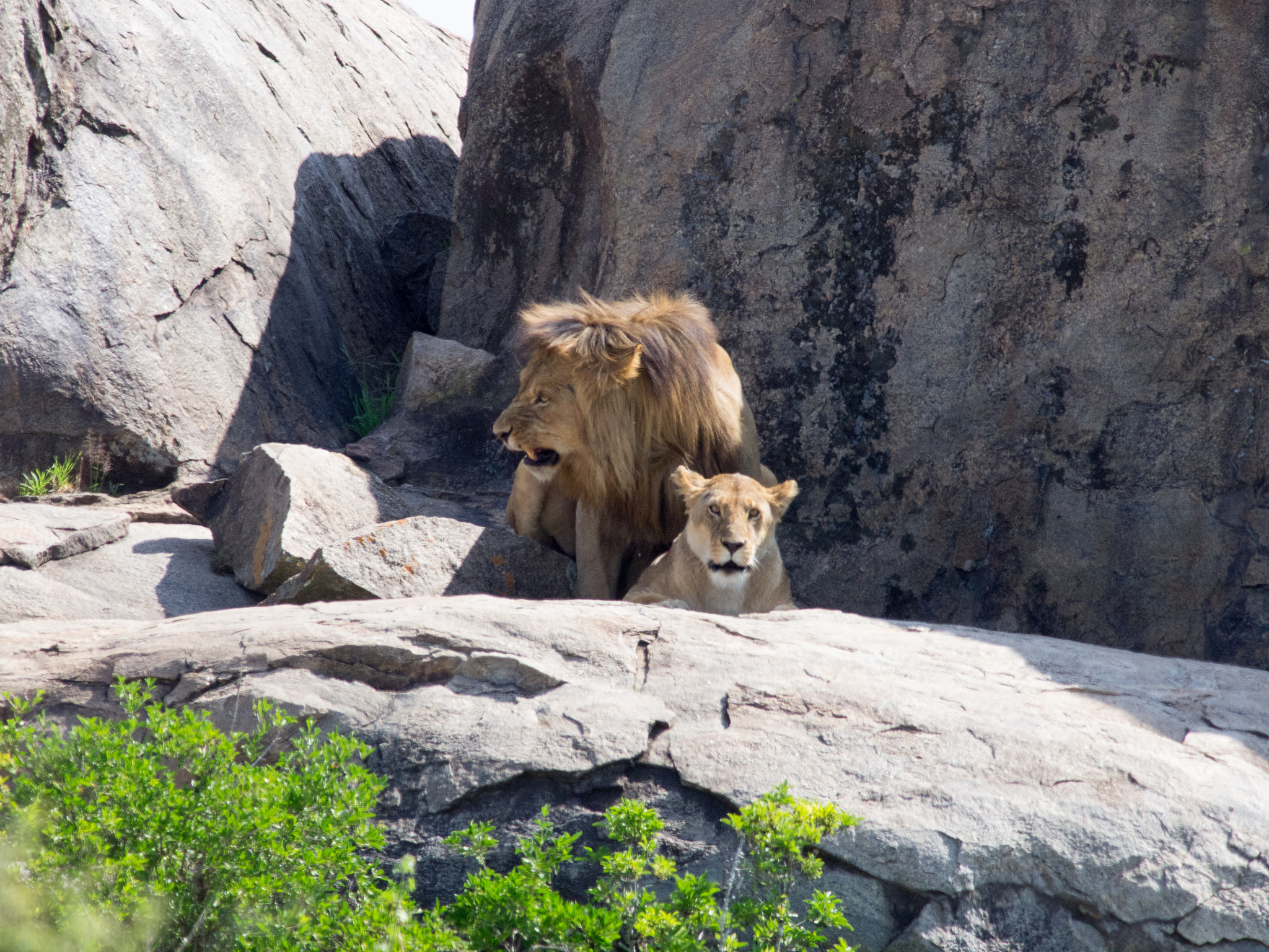 Olympus E-5 + OLYMPUS 300mm Lens sample photo. Mating lions photography