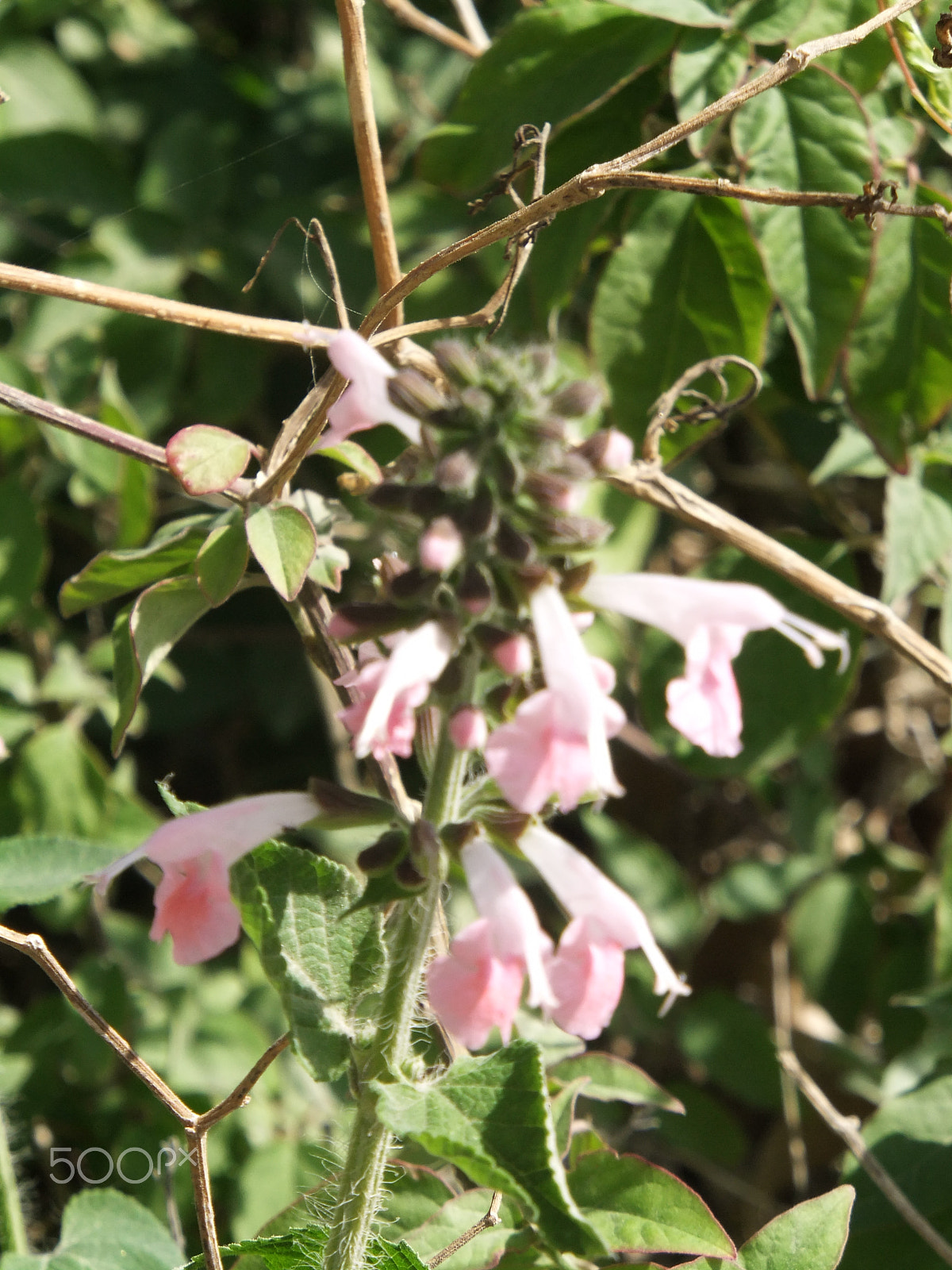 FujiFilm FinePix F300EXR (FinePix F305EXR) sample photo. Small purple flowers photography