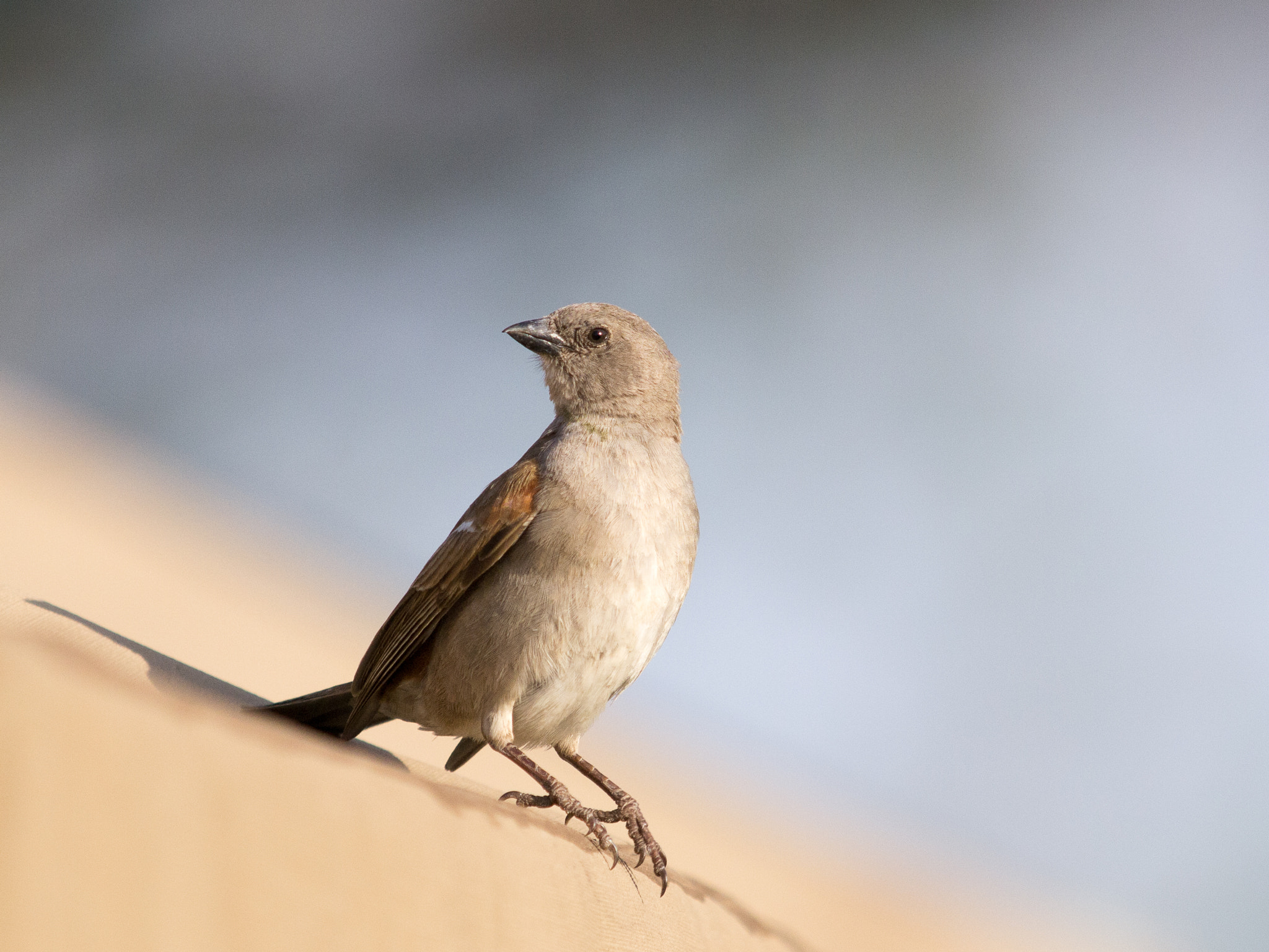 Olympus E-5 + OLYMPUS 300mm Lens sample photo. Grey-headed sparrow photography