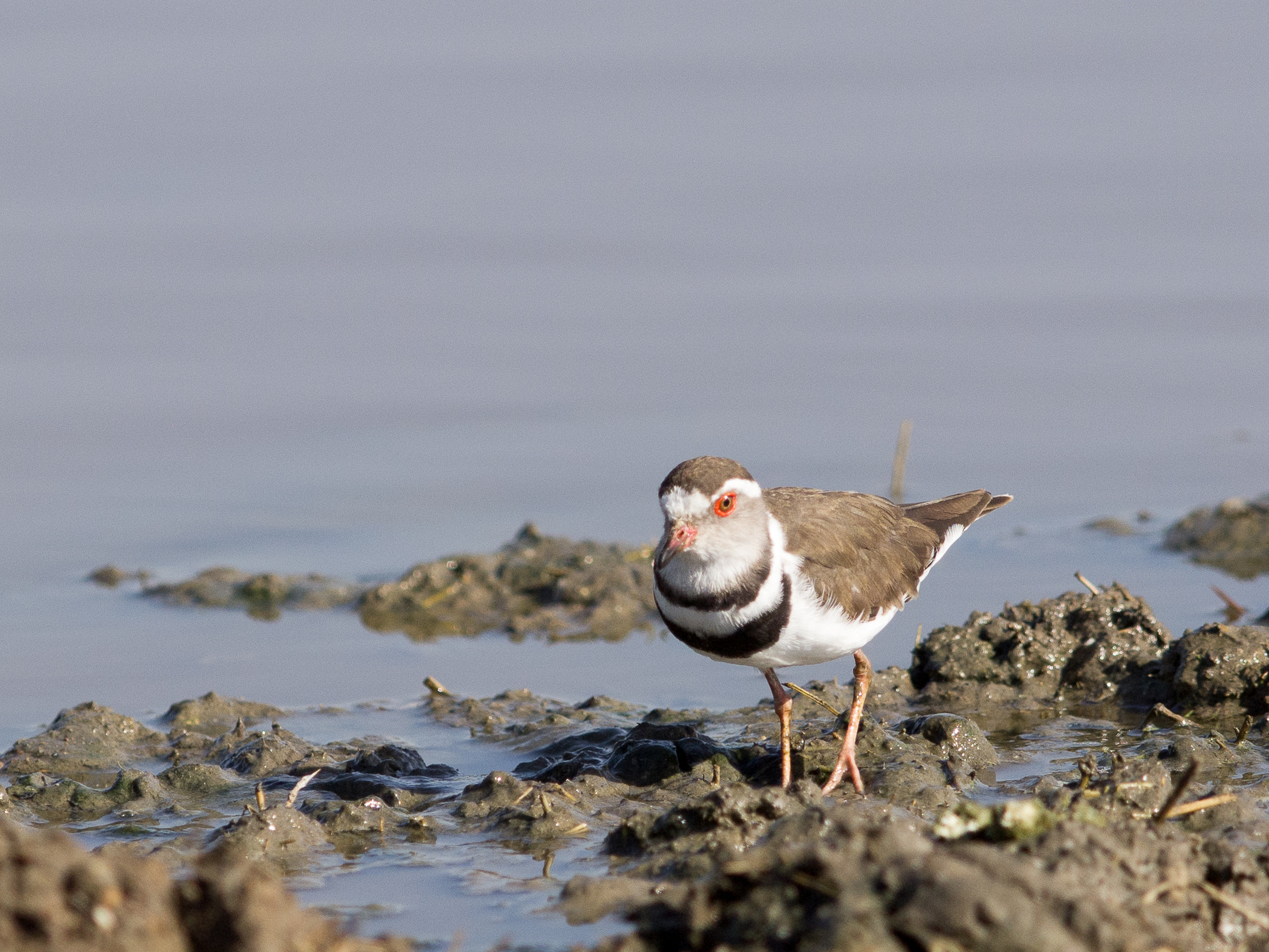 Olympus E-5 + OLYMPUS 300mm Lens sample photo. Three-banded plover photography