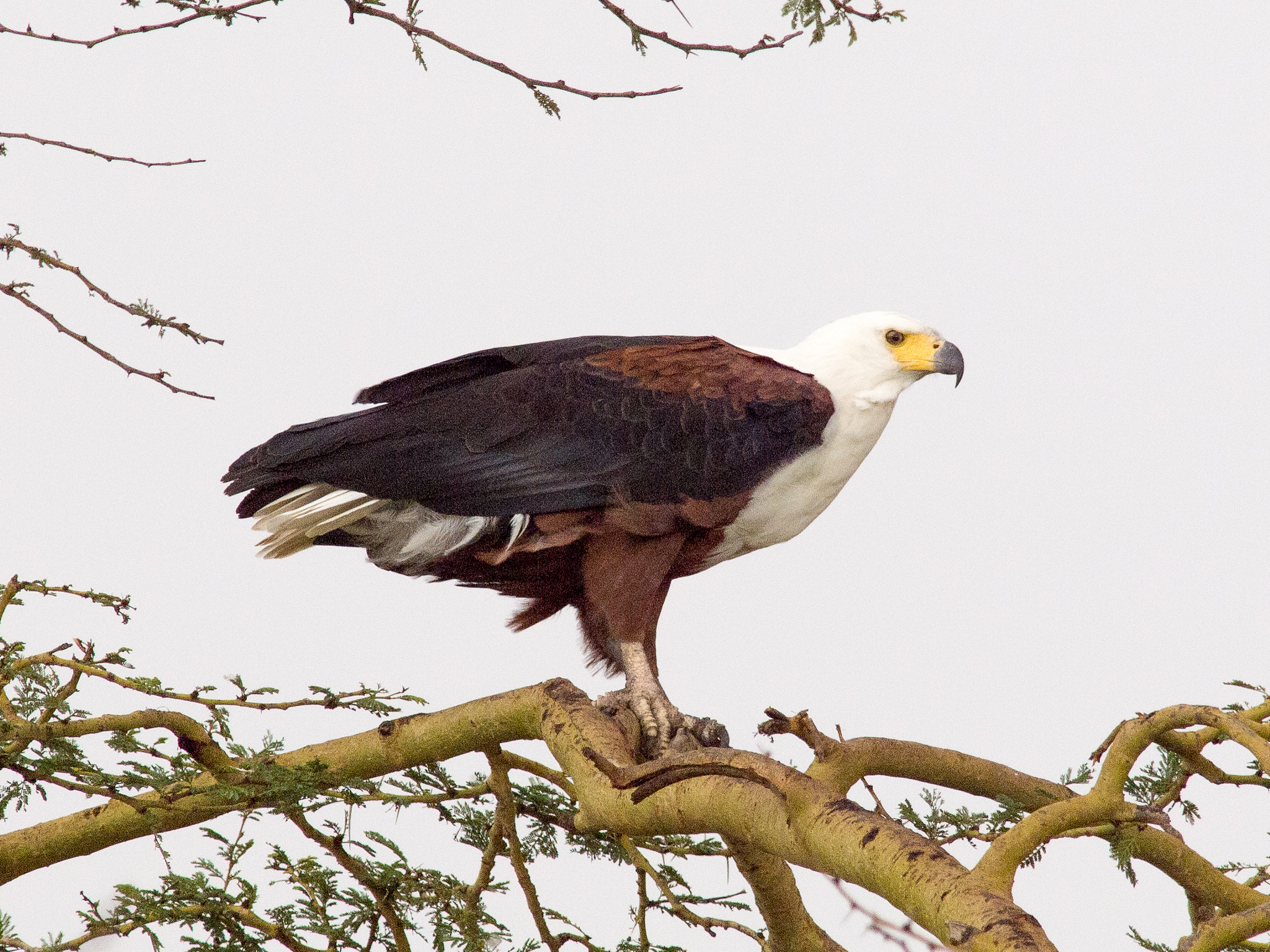 Olympus E-5 + OLYMPUS 300mm Lens sample photo. African fish eagle photography