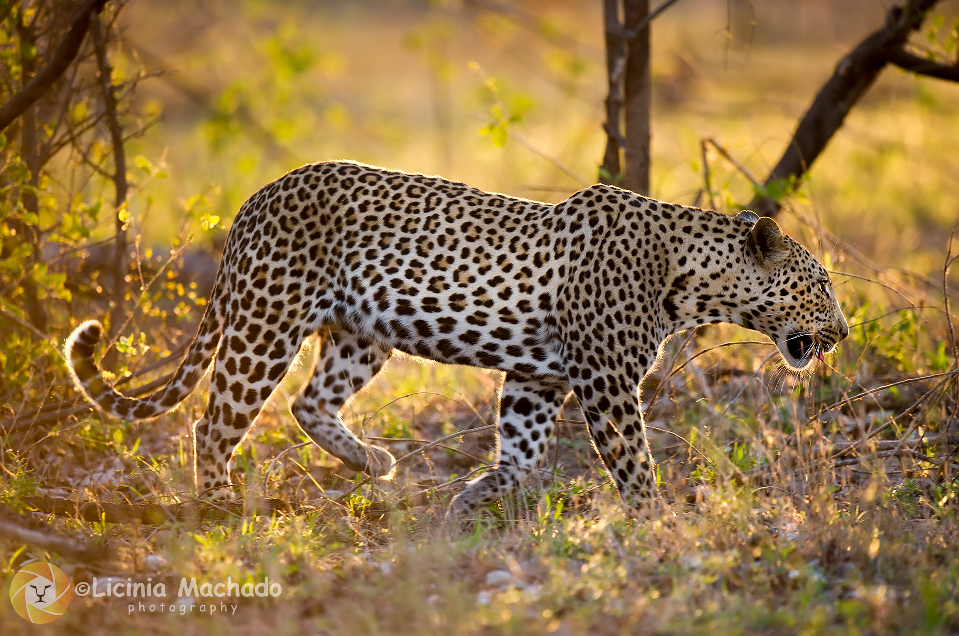 Nikon D3S + Nikon AF-S Nikkor 500mm F4G ED VR sample photo. Leopard & golden bush photography