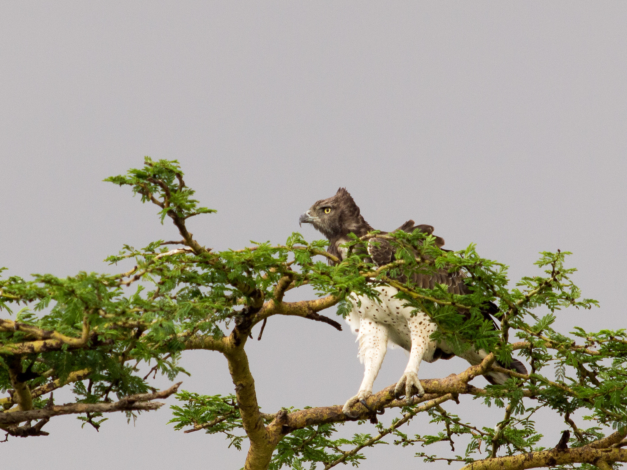 Olympus E-5 + OLYMPUS 300mm Lens sample photo. Martial eagle photography