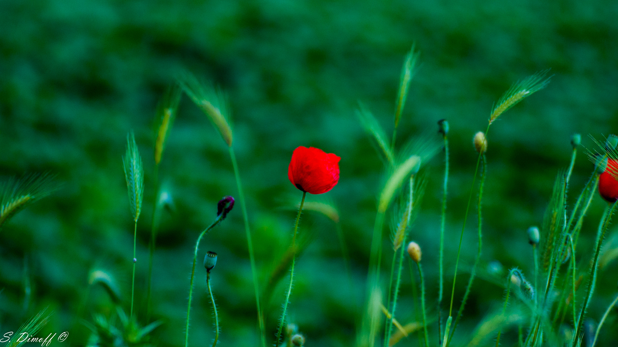 Tamron SP 70-300mm F4-5.6 Di USD sample photo