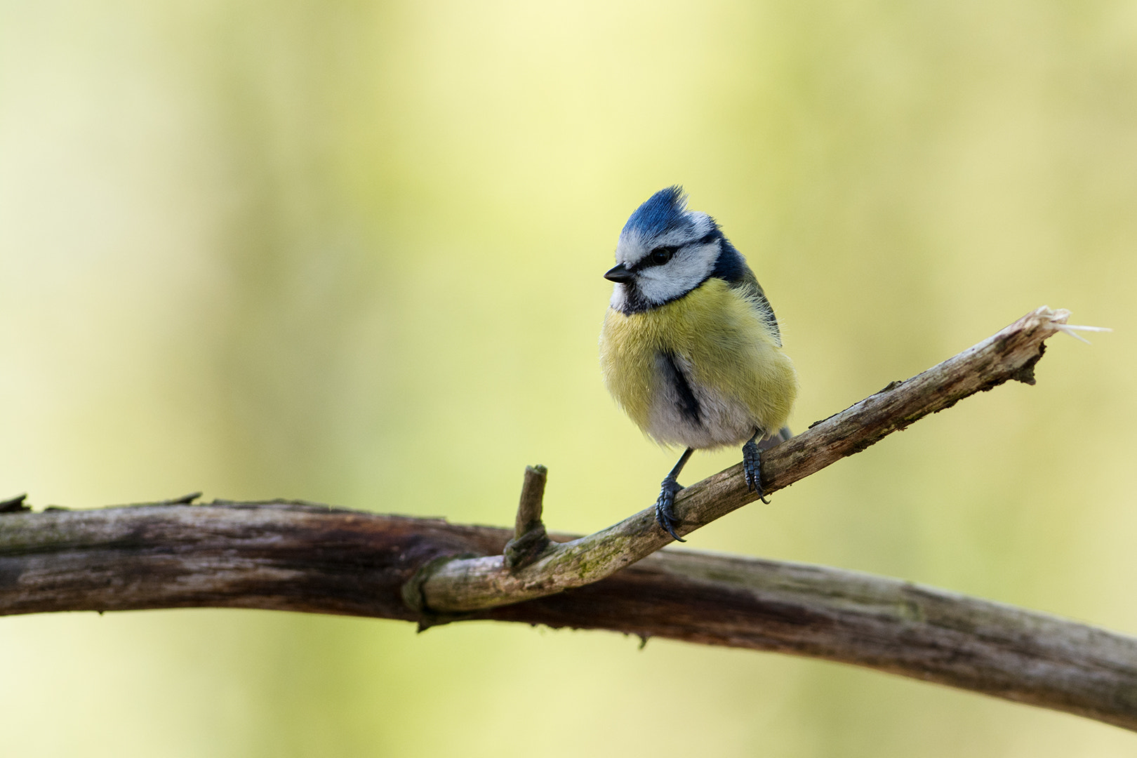 Nikon D7100 + Nikon AF-S Nikkor 300mm F2.8G ED VR II sample photo. Blue tit photography