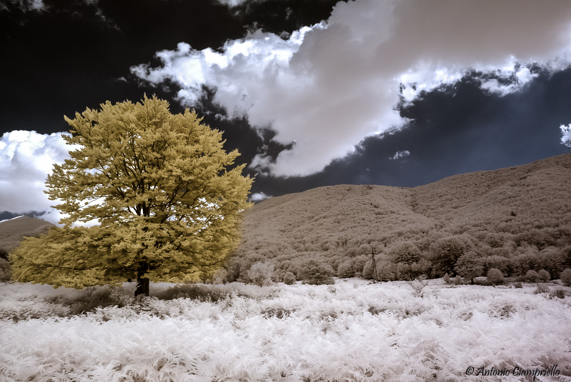 Nikon D80 + Samyang 14mm F2.8 ED AS IF UMC sample photo. Ferns & clouds - infrared photography