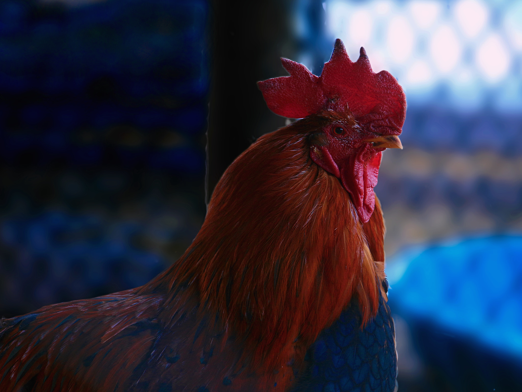 Canon EOS 700D (EOS Rebel T5i / EOS Kiss X7i) + Sigma 17-70mm F2.8-4 DC Macro OS HSM | C sample photo. Rooster in the henhouse photography