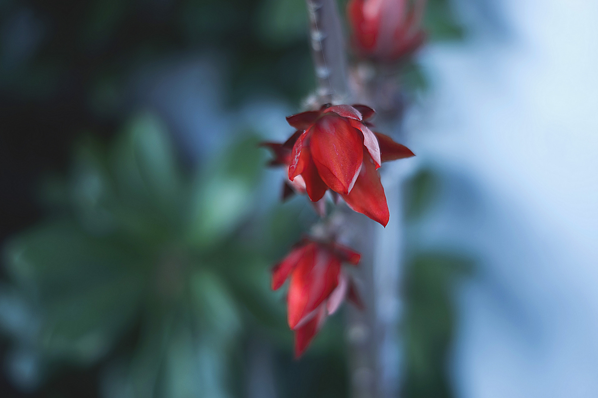 Sony SLT-A68 + Sony DT 50mm F1.8 SAM sample photo. Red heart of nature. photography