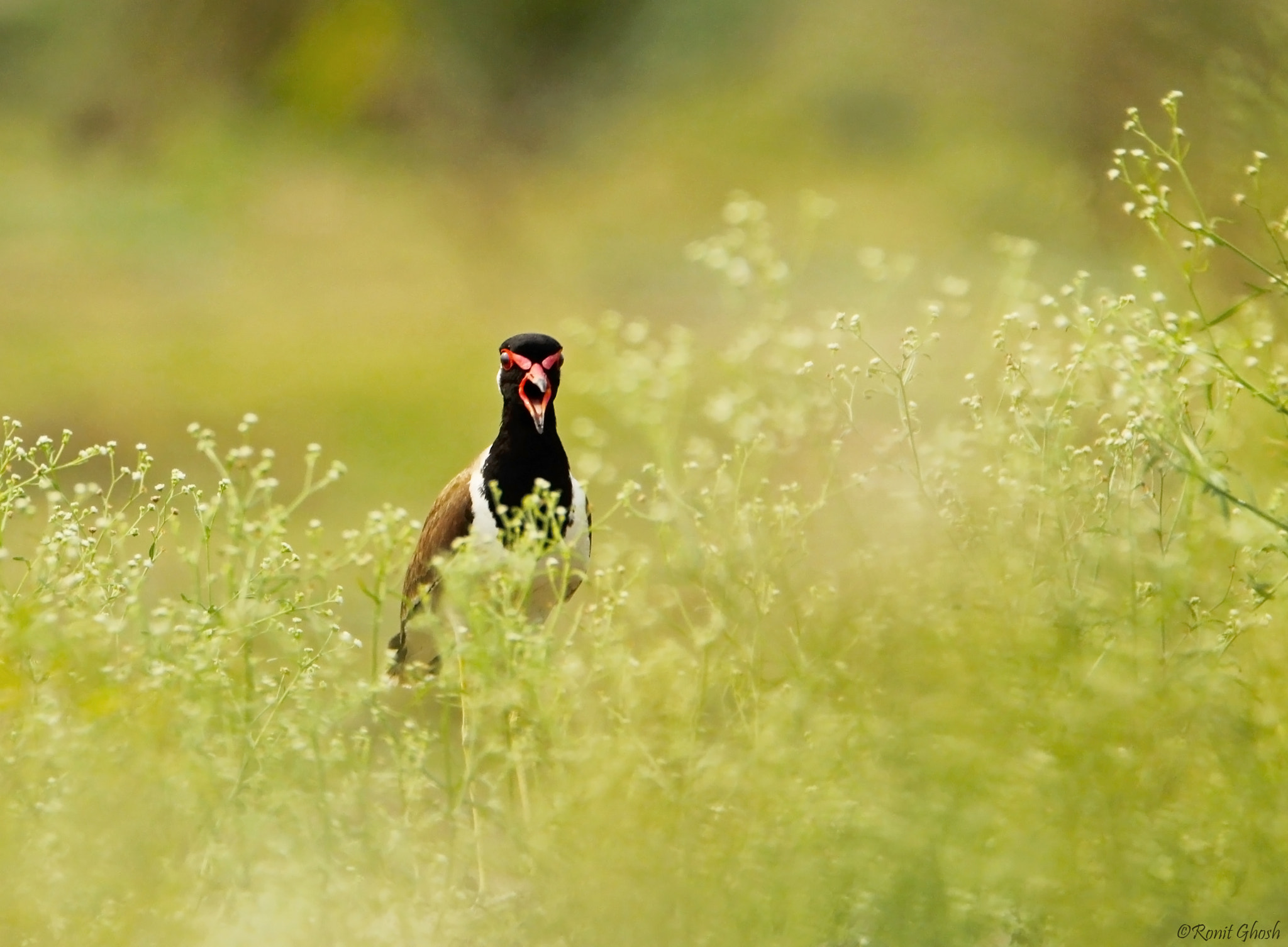 Tamron SP 150-600mm F5-6.3 Di VC USD sample photo. On alert!!!! photography