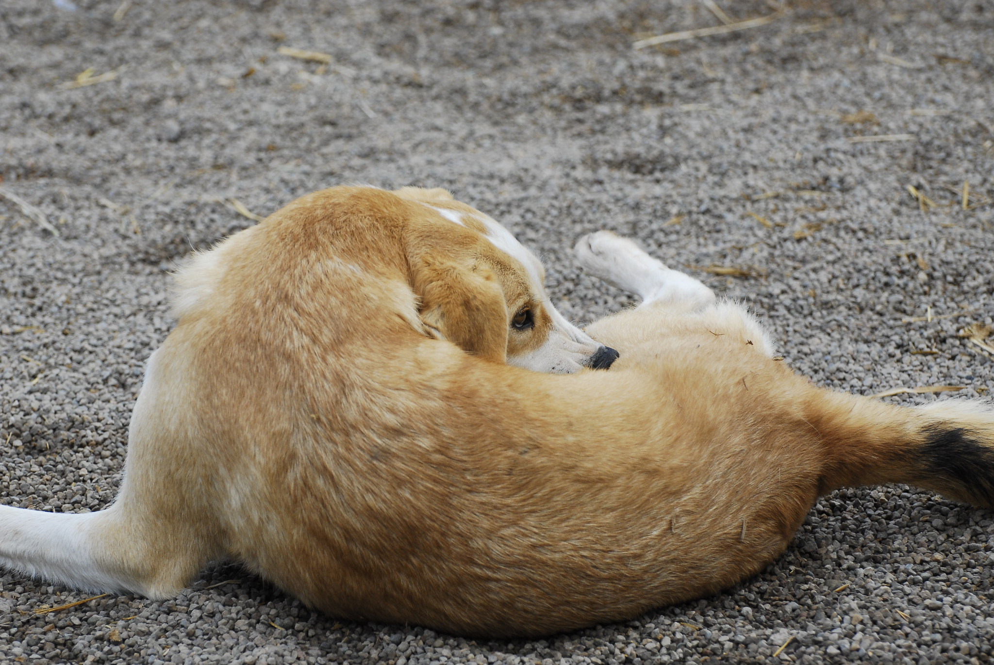 Nikon D200 sample photo. [] photography