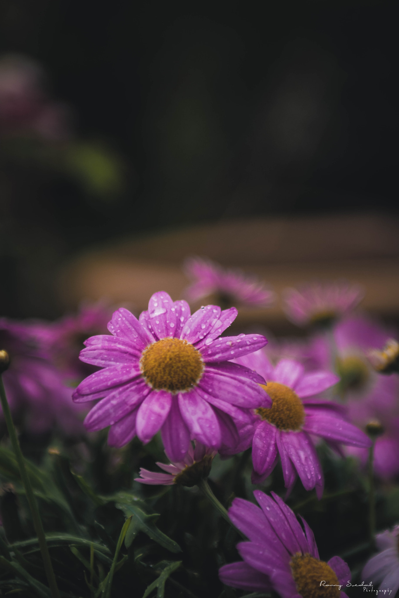 Nikon D7200 + Sigma 24-70mm F2.8 EX DG Macro sample photo. Raincoat violet photography