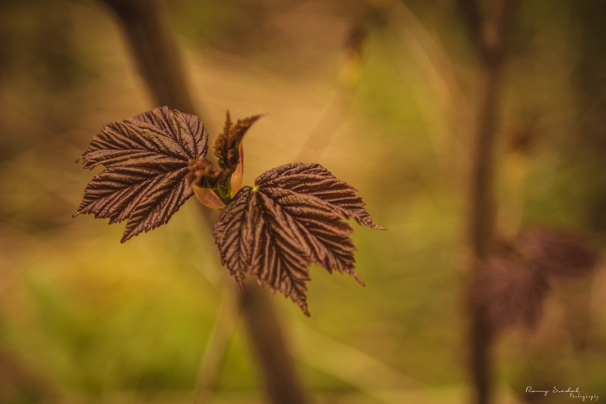 Nikon D7200 + Sigma 24-70mm F2.8 EX DG Macro sample photo. Springleaf photography