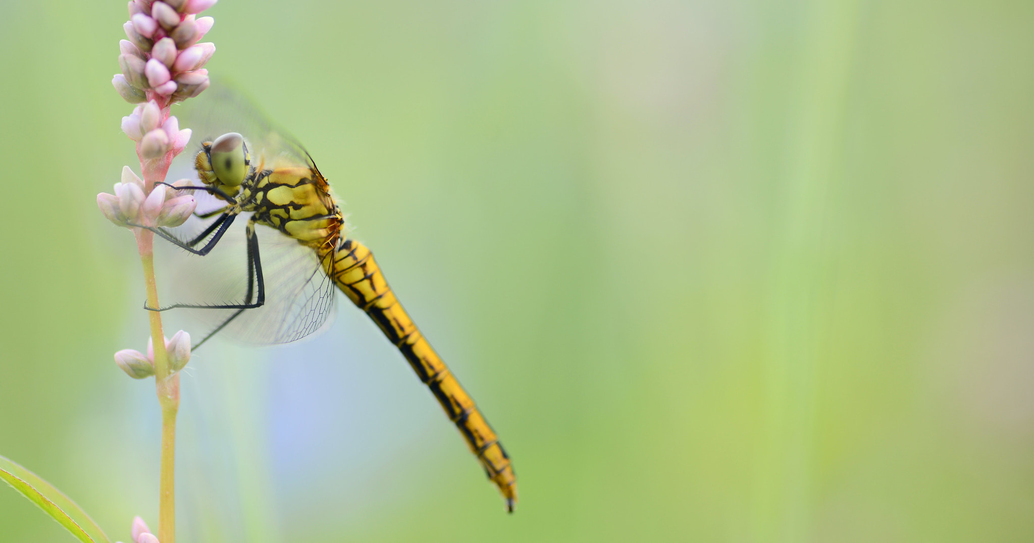 Nikon D600 sample photo. Dragonfly. photography