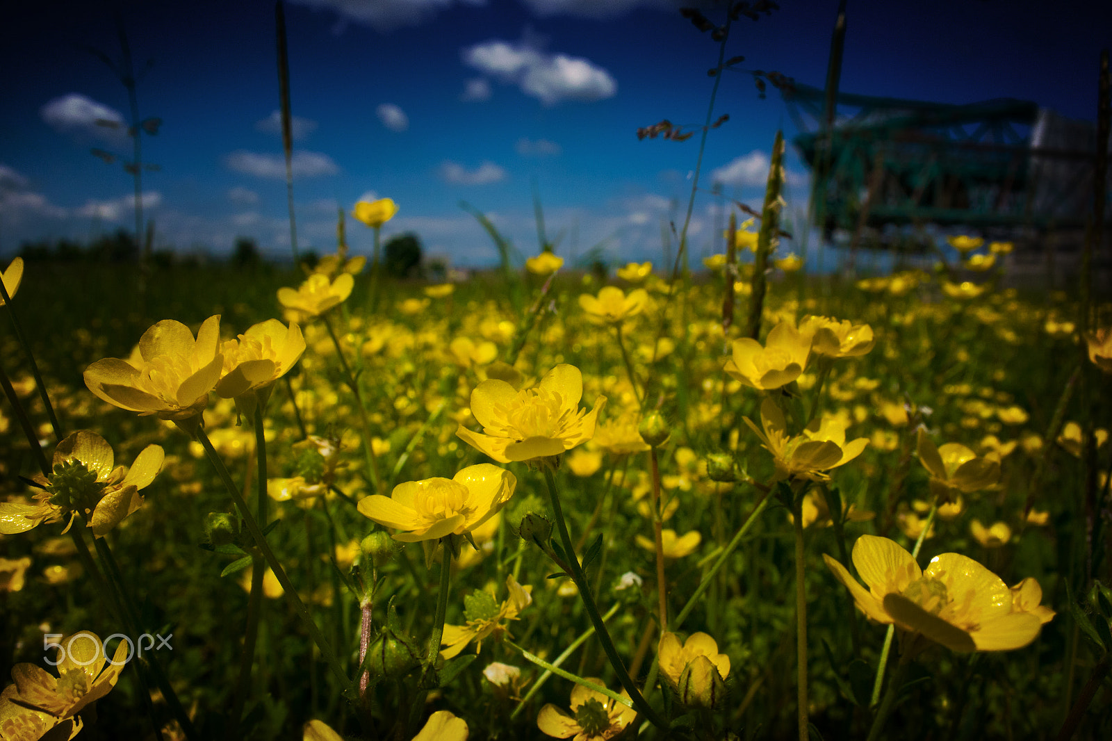 Nikon 1 J4 sample photo. Flowers yellow garden photography