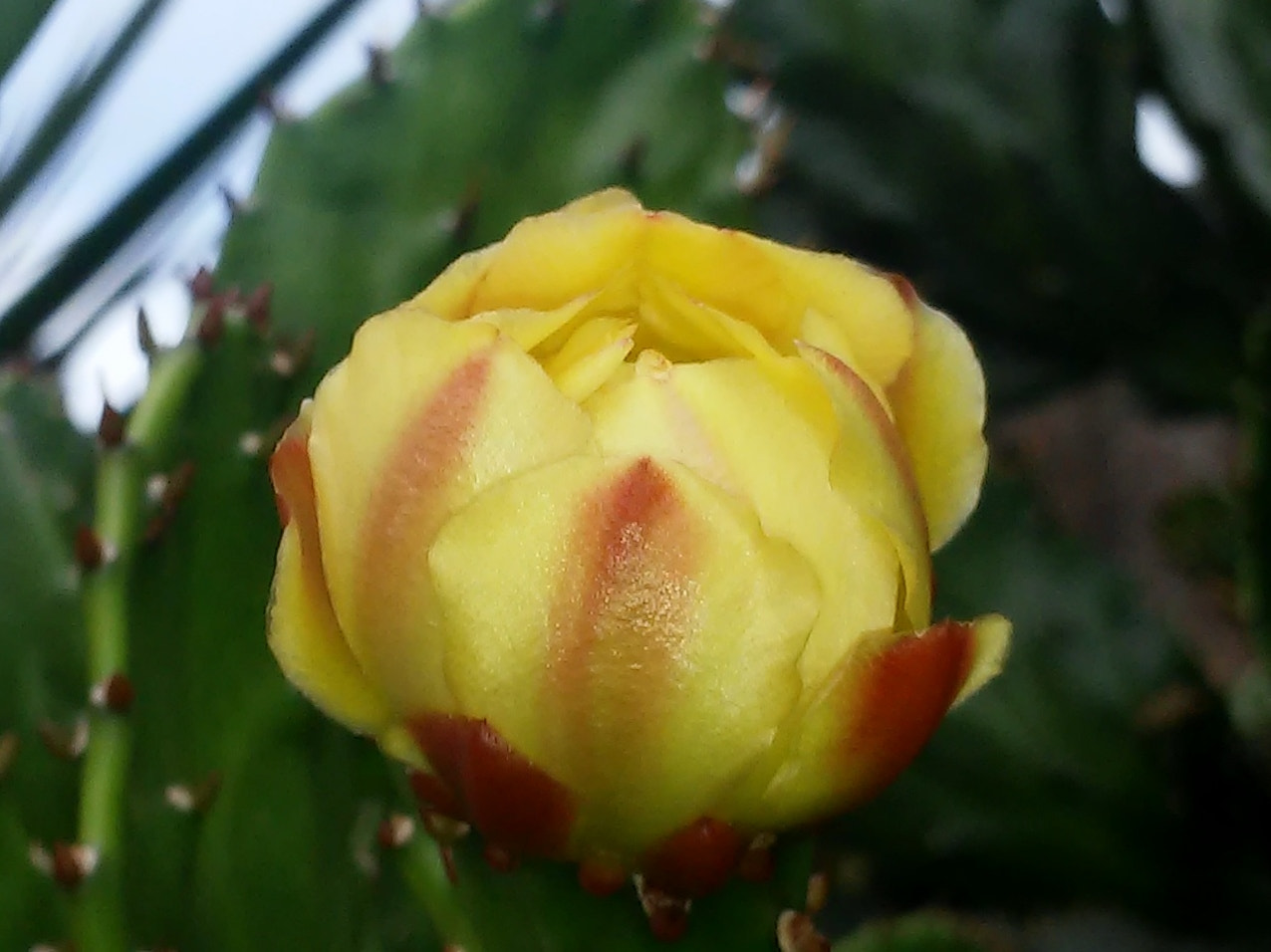 LG G2 MINI sample photo. Amador photography