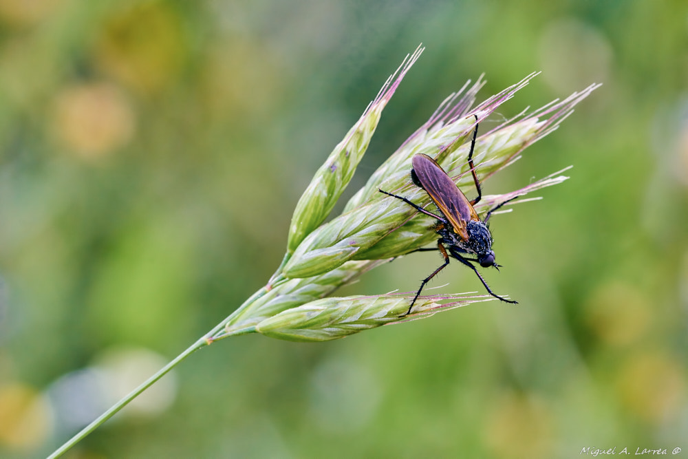 Sony ILCA-77M2 + 150mm F2.8 sample photo. Empis and spike photography