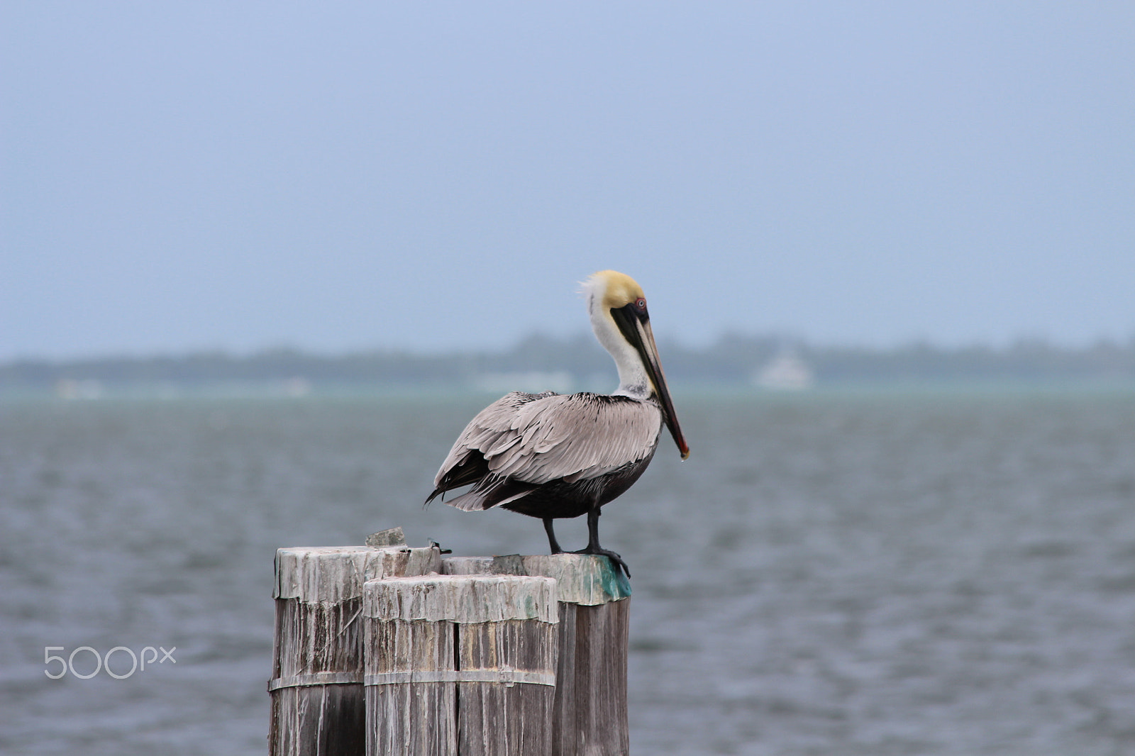 Canon EOS 650D (EOS Rebel T4i / EOS Kiss X6i) sample photo. Pelican in biscayne bay photography