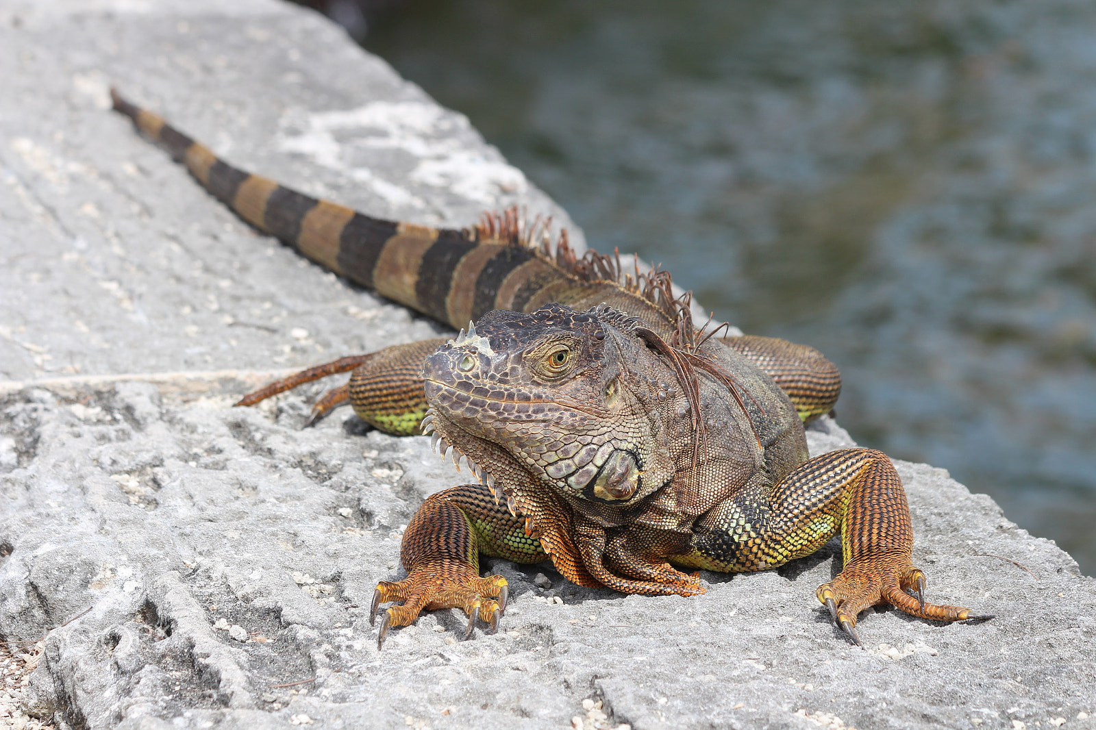 Canon EOS 650D (EOS Rebel T4i / EOS Kiss X6i) sample photo. Lizard sunbathing in miami photography
