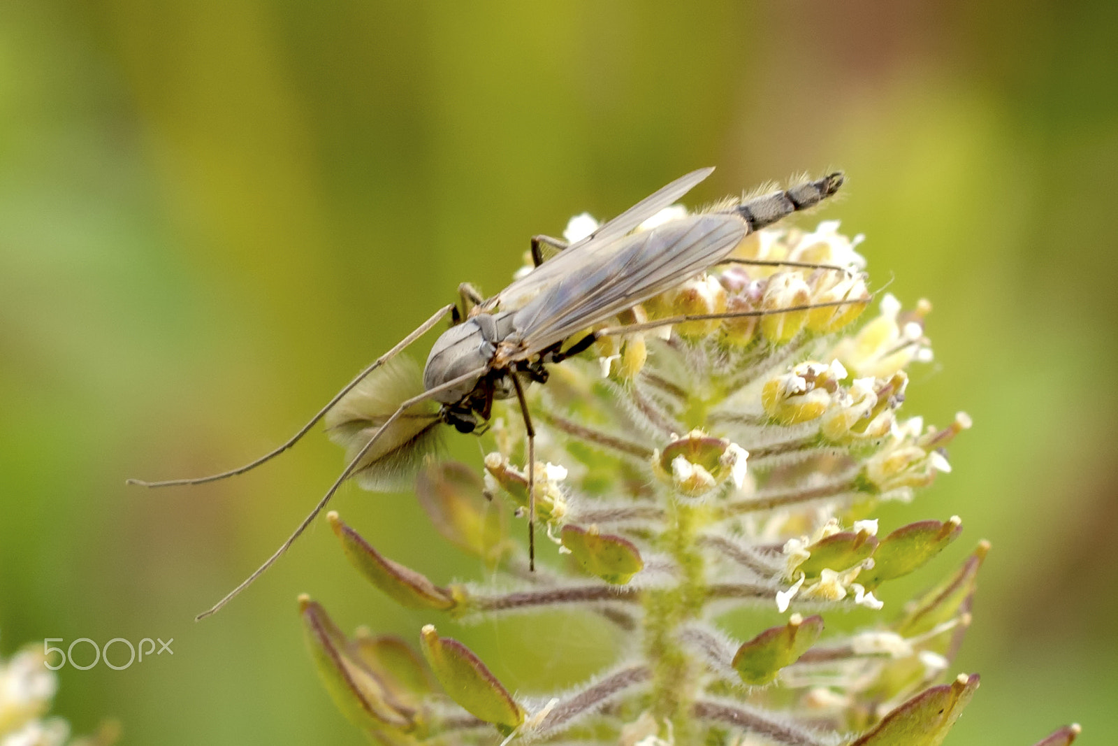 Sony ILCA-77M2 + Sigma 30mm F1.4 EX DC HSM sample photo. Mosquito photography