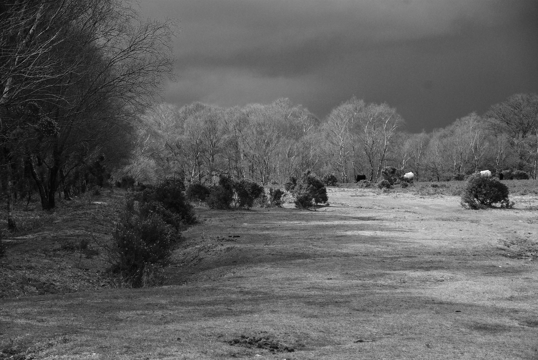 Pentax K10D sample photo. End of winter photography
