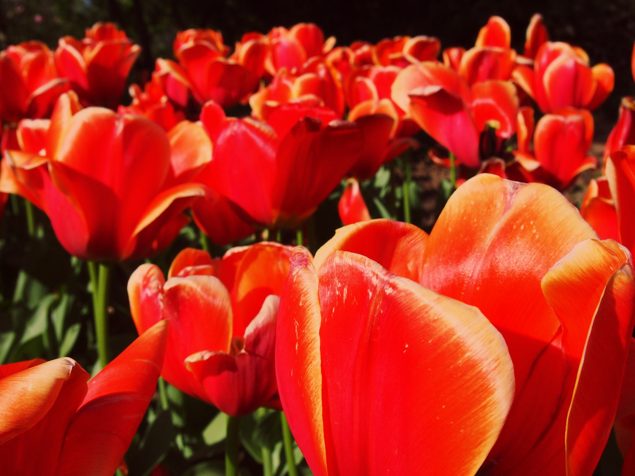 Olympus PEN E-P3 sample photo. Tulips photography