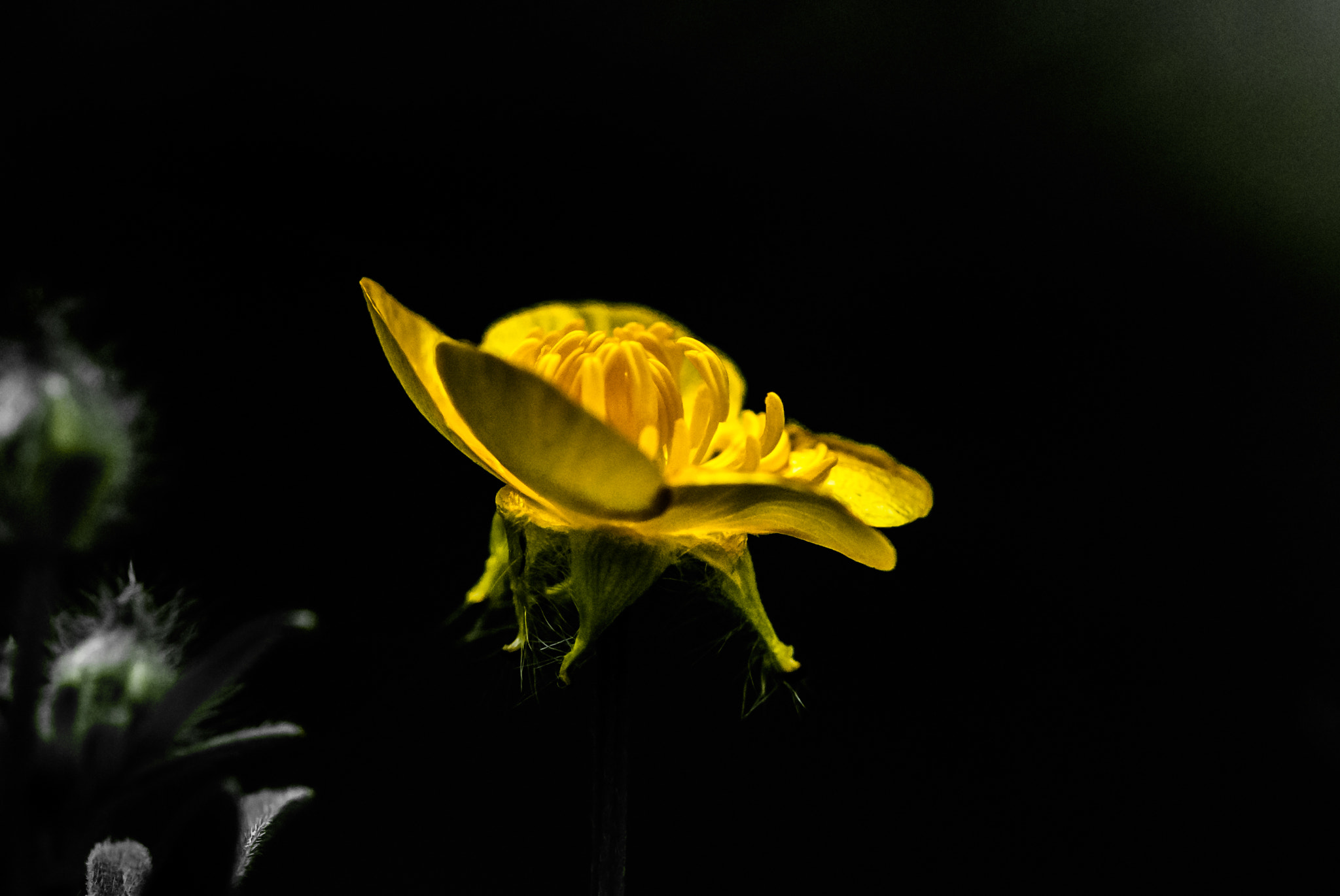 Sigma 150mm F2.8 EX DG Macro HSM sample photo. 23012017-dsc_0035.jpg photography