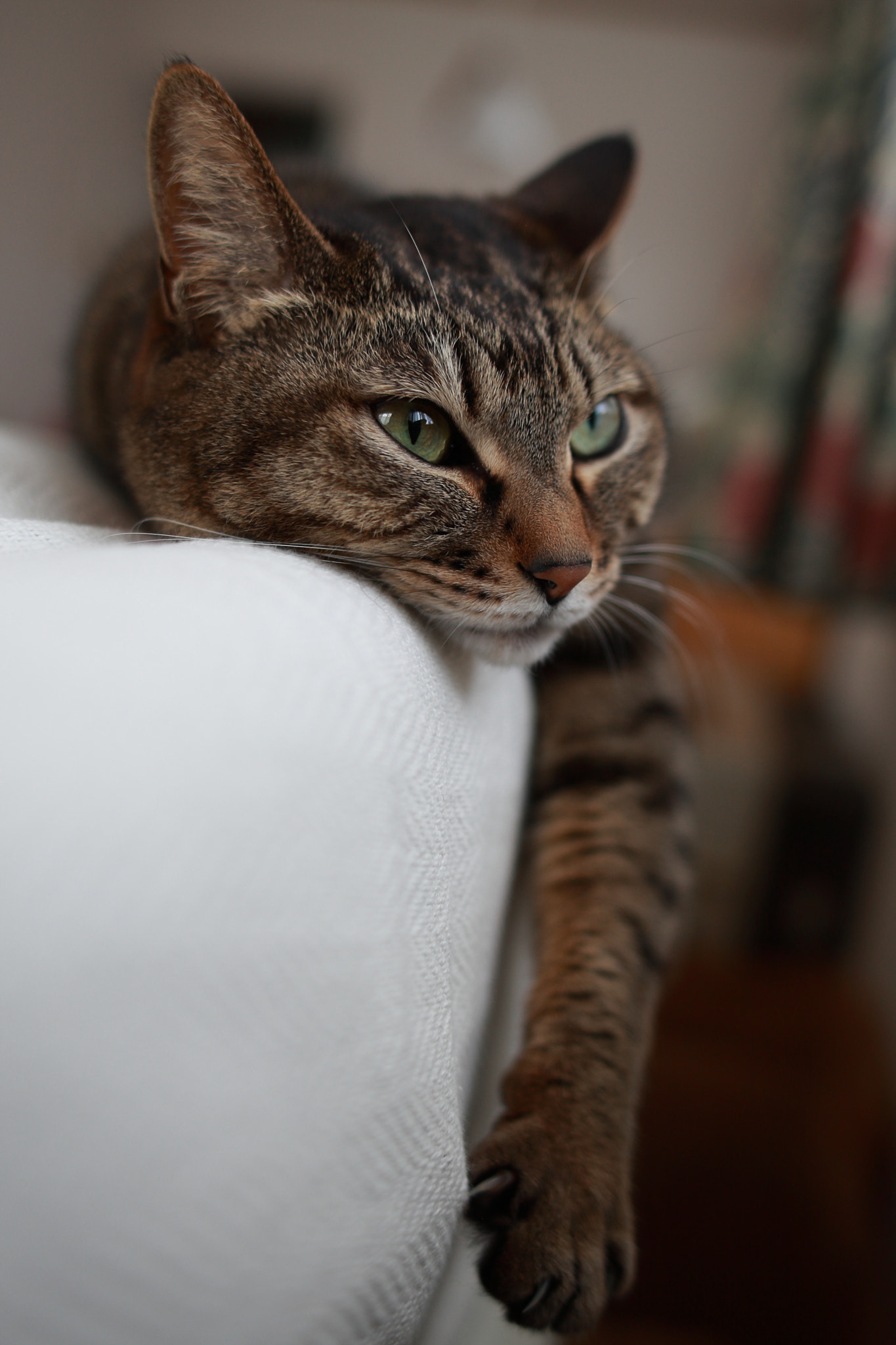 Sigma 28mm f/1.8 DG Macro EX sample photo. Languor photography