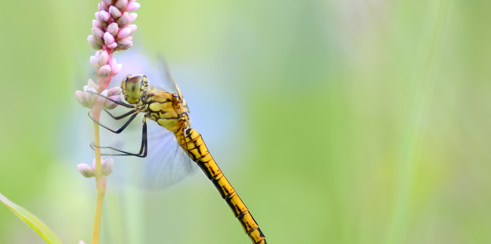 Nikon D600 sample photo. Dragonfly photography