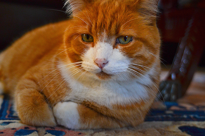 AF Zoom-Nikkor 35-70mm f/3.3-4.5 N sample photo. My big fat cat photography