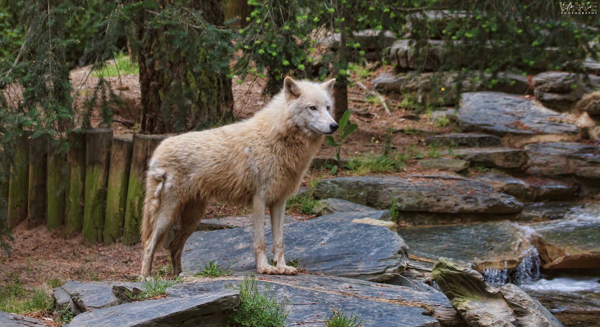 Tamron SP 35mm F1.8 Di VC USD sample photo. Wolf photography