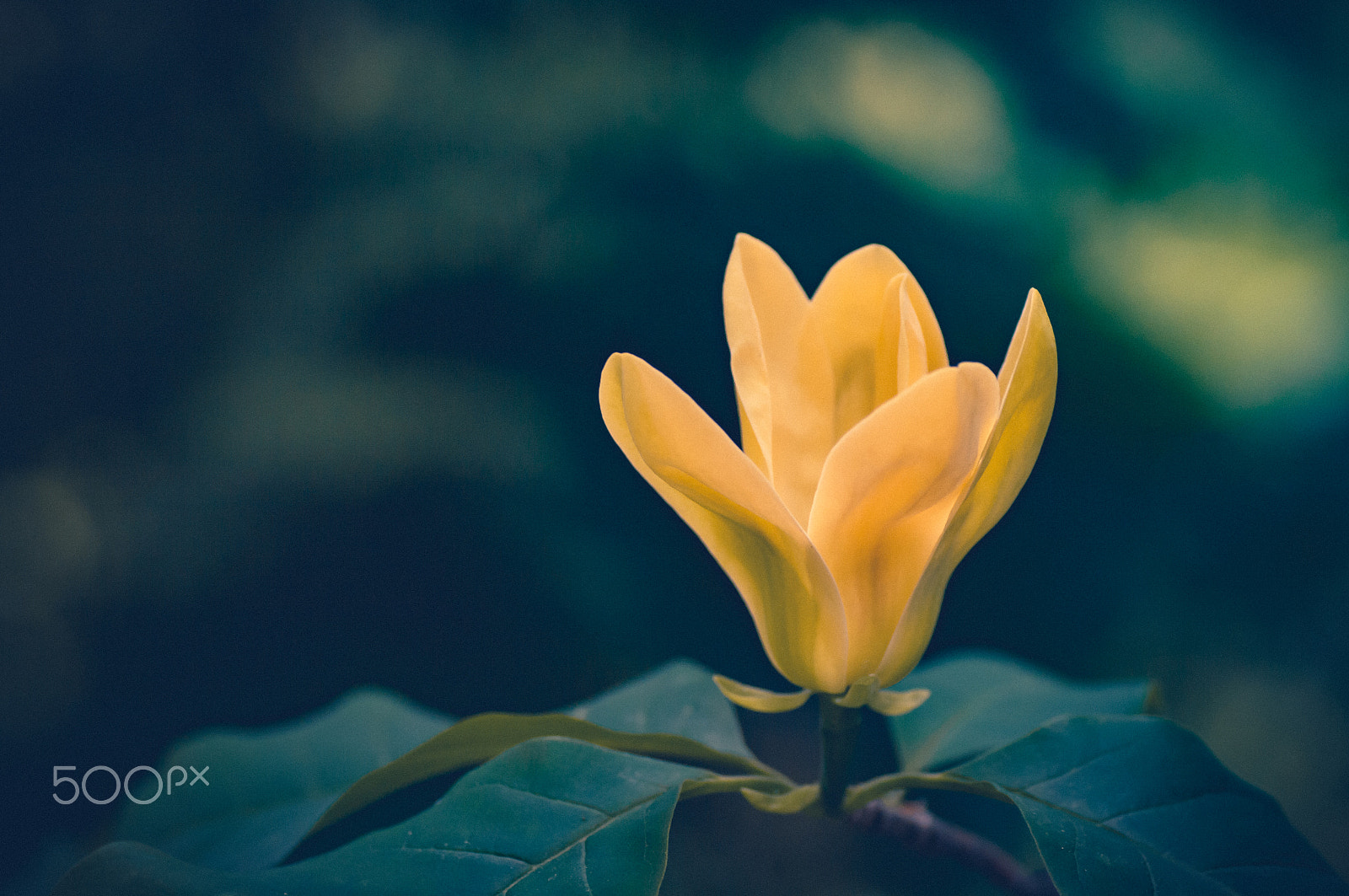 Pentax smc D-FA 100mm F2.8 macro sample photo. Magnolia photography
