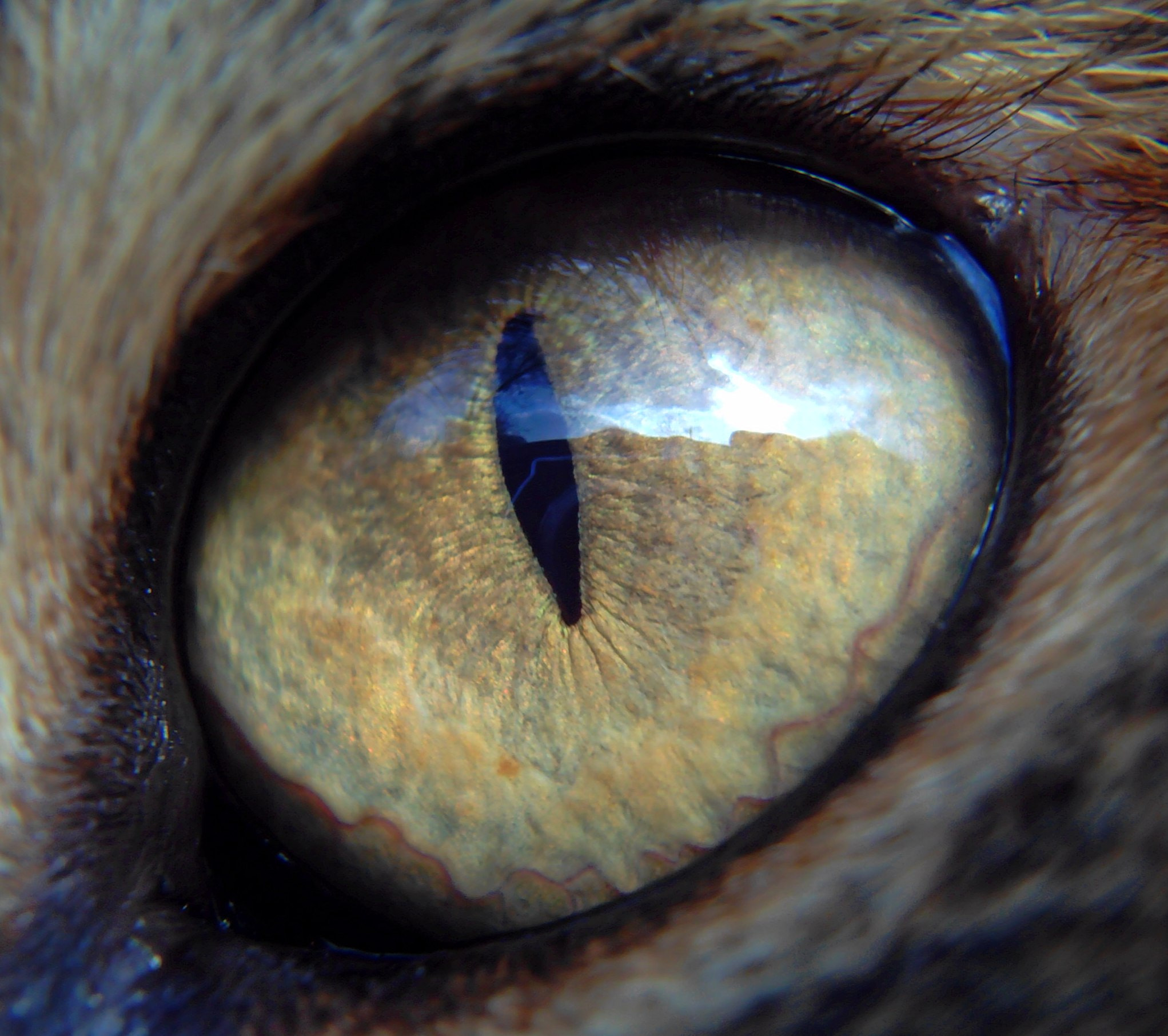Syntek USB Camera sample photo. Eye of saurоn :) photography