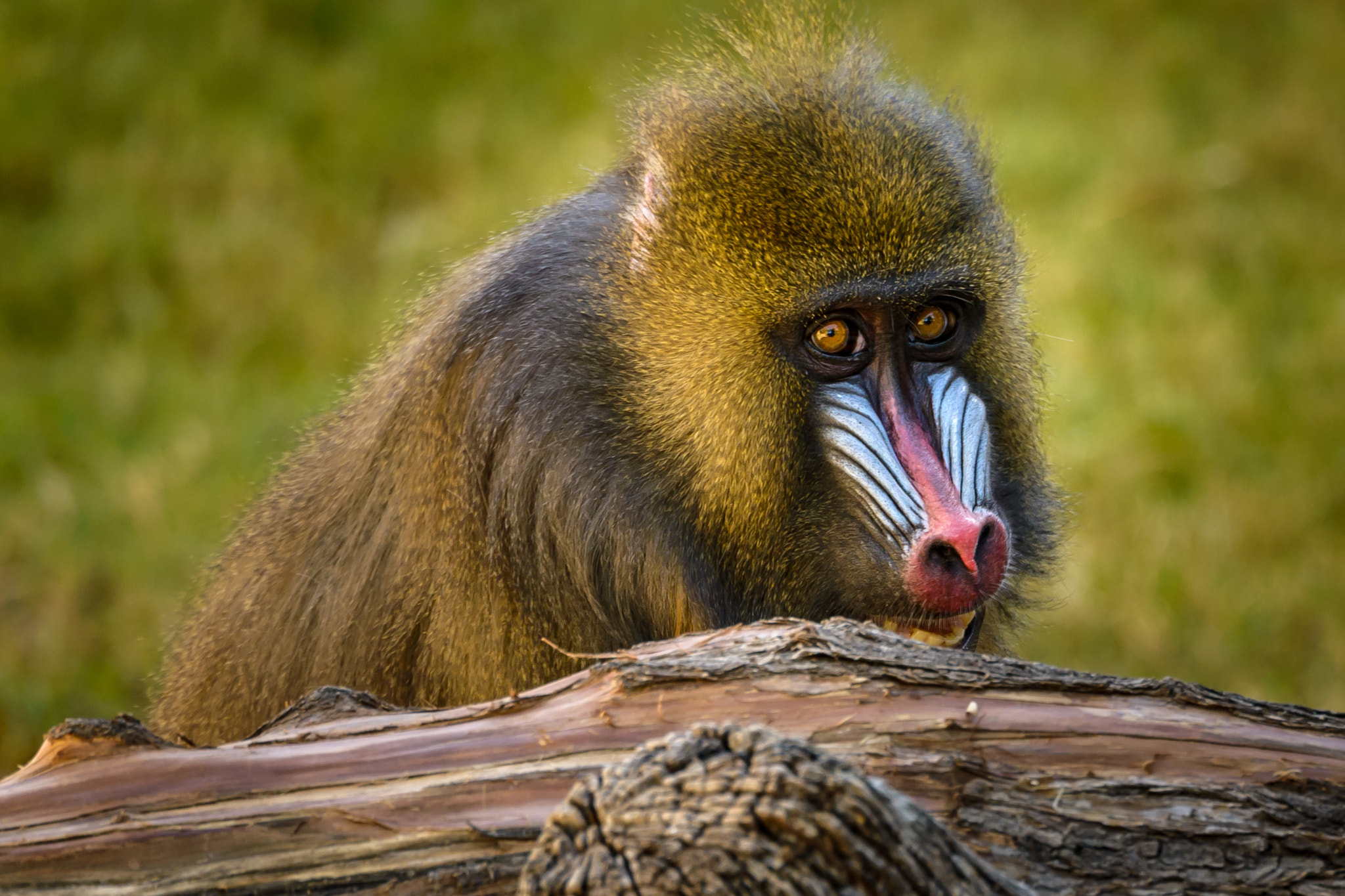 Nikon D600 sample photo. Phoenix zoo baboon photography