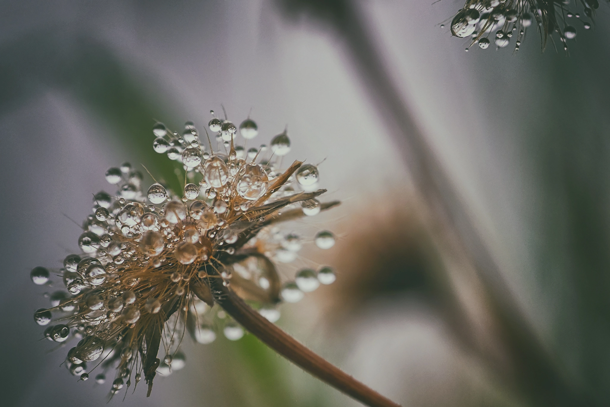 Fujifilm X-E2 + Fujifilm XF 90mm F2 R LM WR sample photo. Waterflower photography