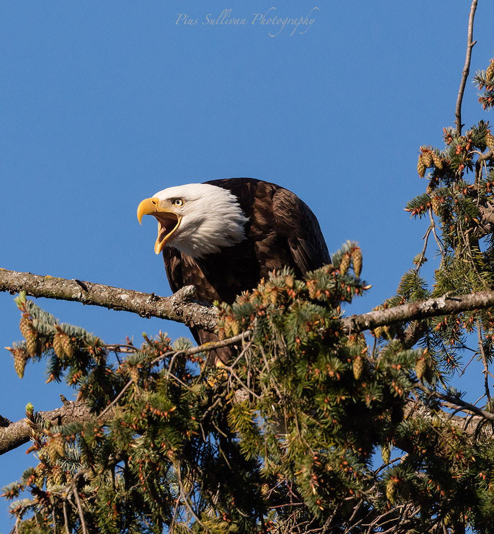 Canon EOS 5DS R + Canon EF 400mm F4 DO IS II USM sample photo. Eagle photography