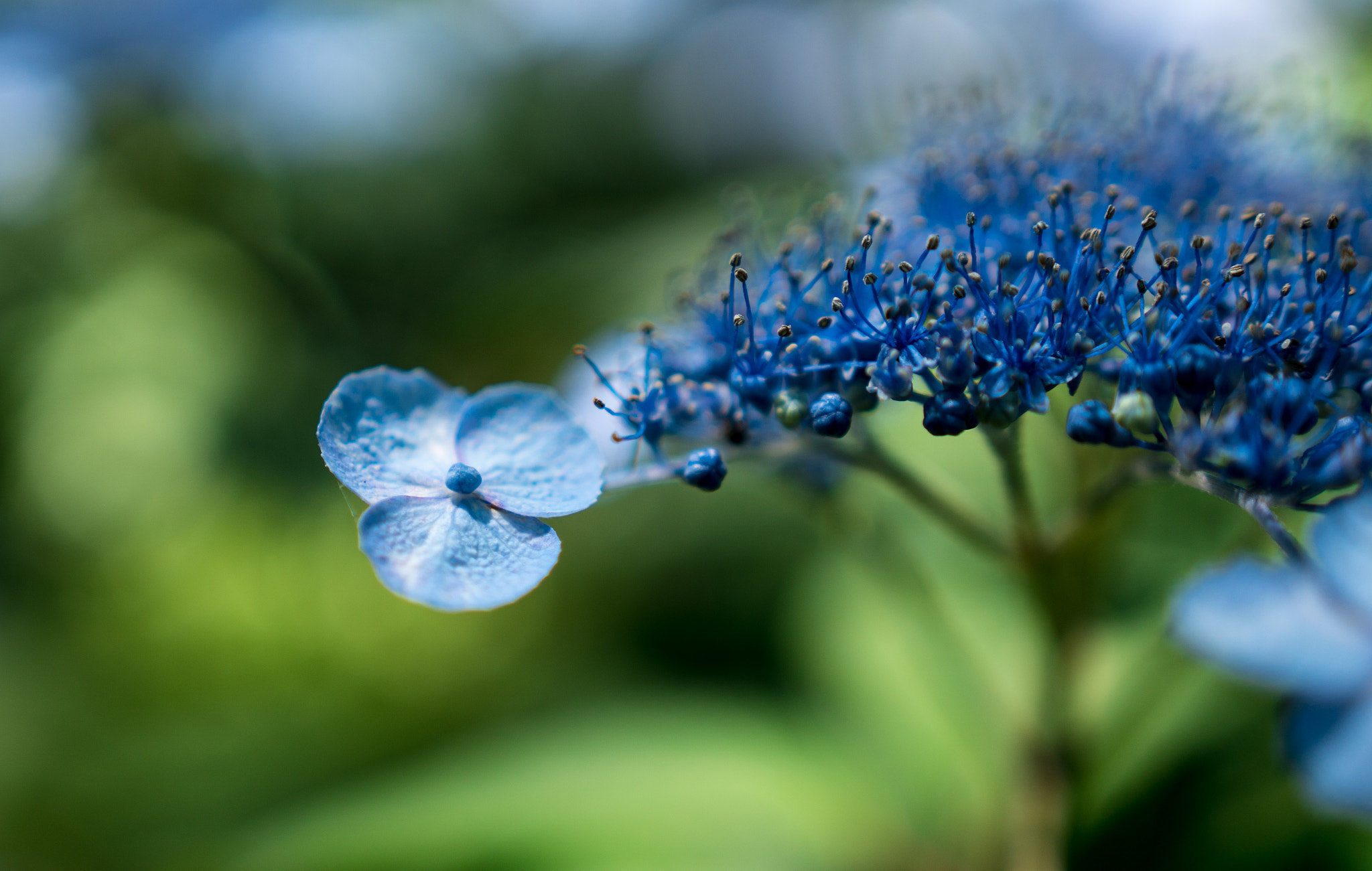 Sony a6300 + 18-35mm F1.8 DC HSM | Art 013 sample photo. Blue hydrangea photography