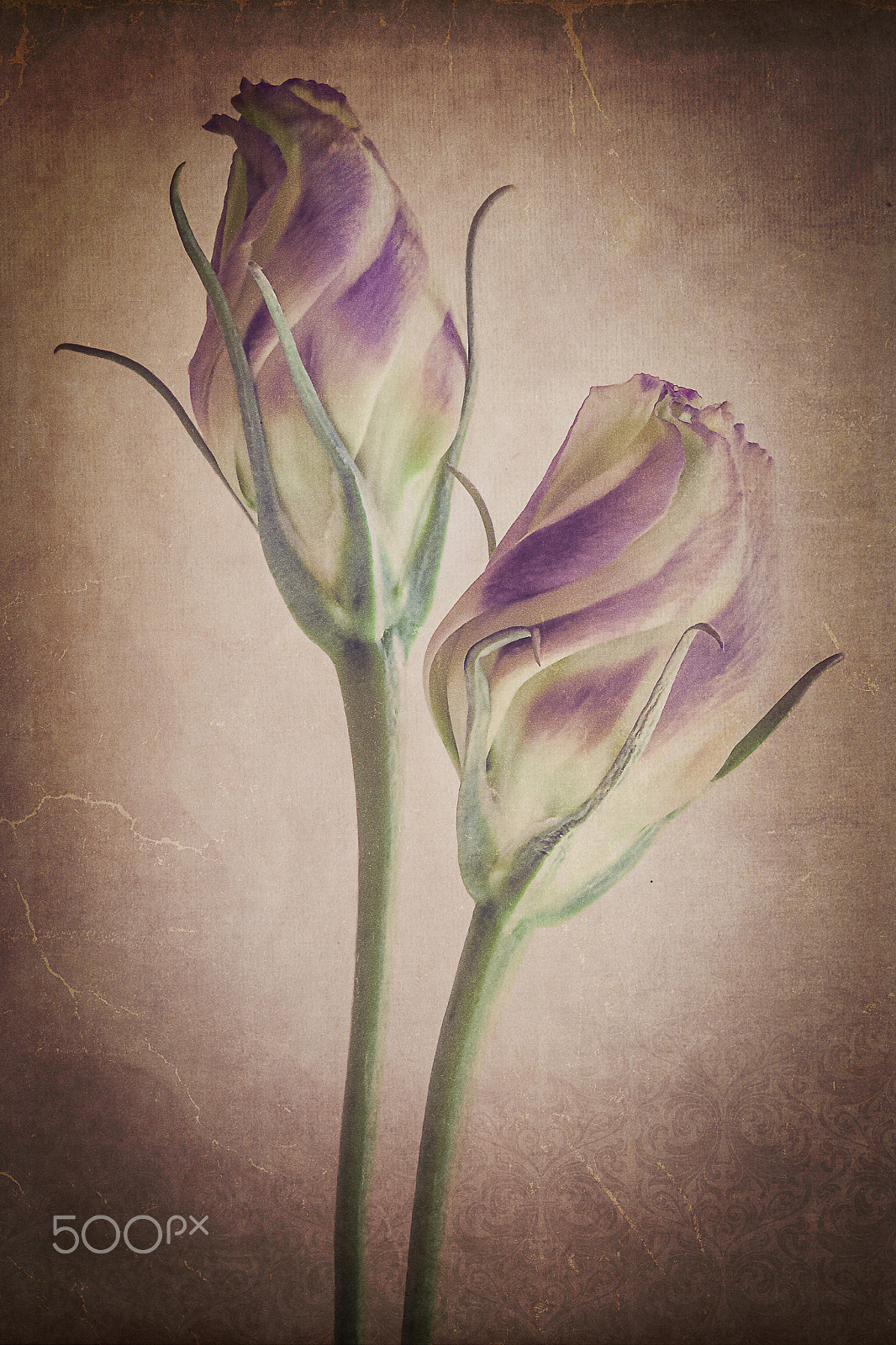 Canon EOS-1D Mark III sample photo. Lisianthus photography