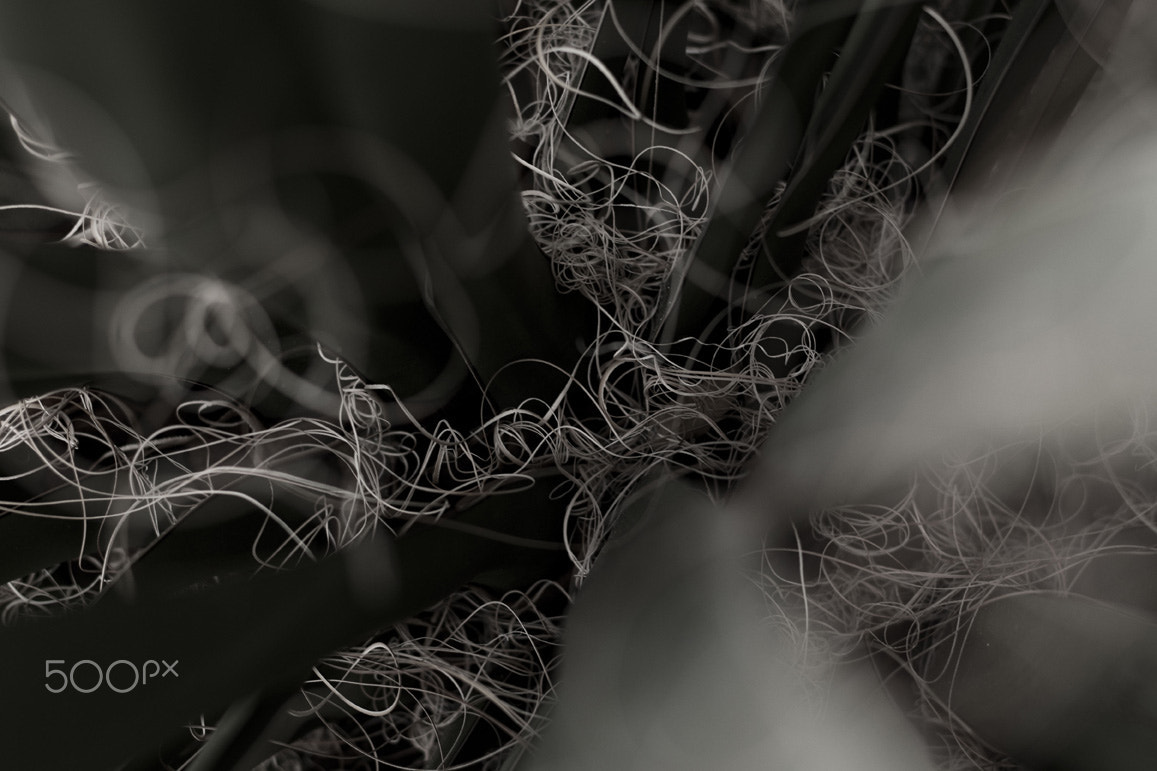 Canon EOS 5DS R sample photo. Macro at the new york botanical garden photography