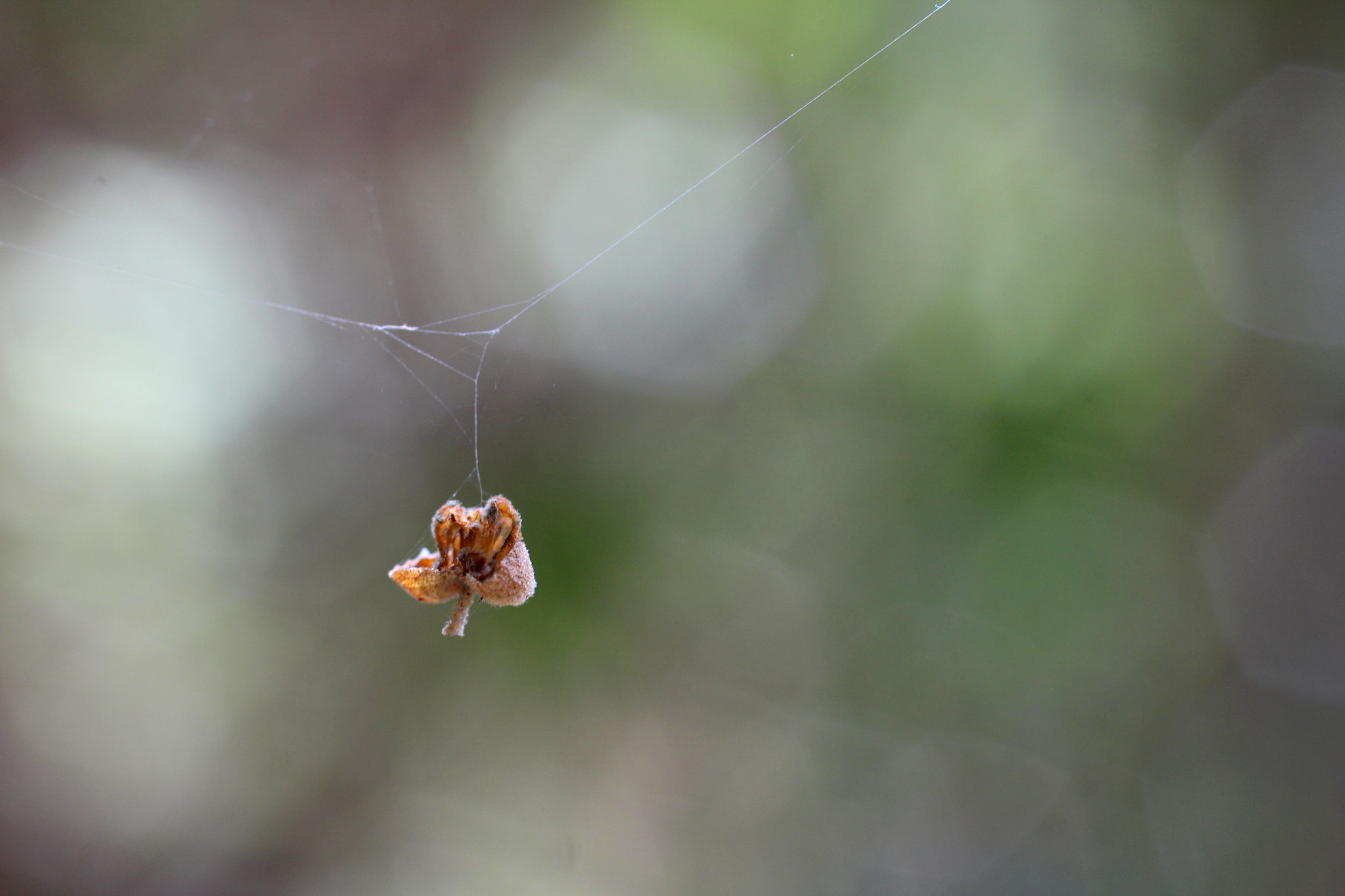 Canon EF 50mm F2.5 Macro sample photo. Por um fio photography